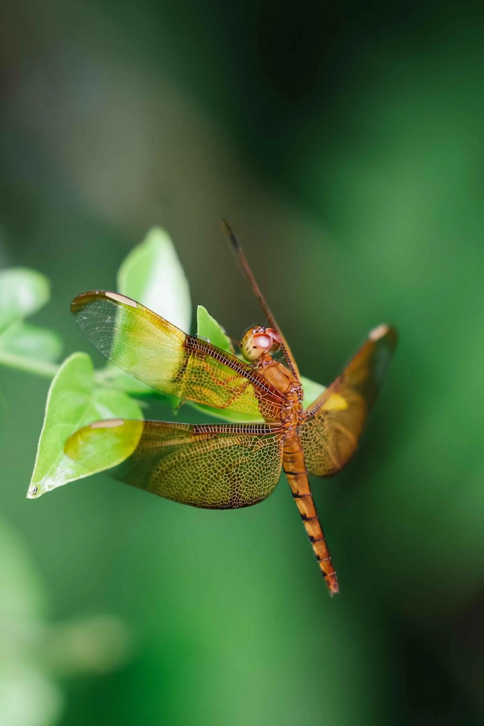 Natural landscape in Tiger Mountain Pokhara Lodge
