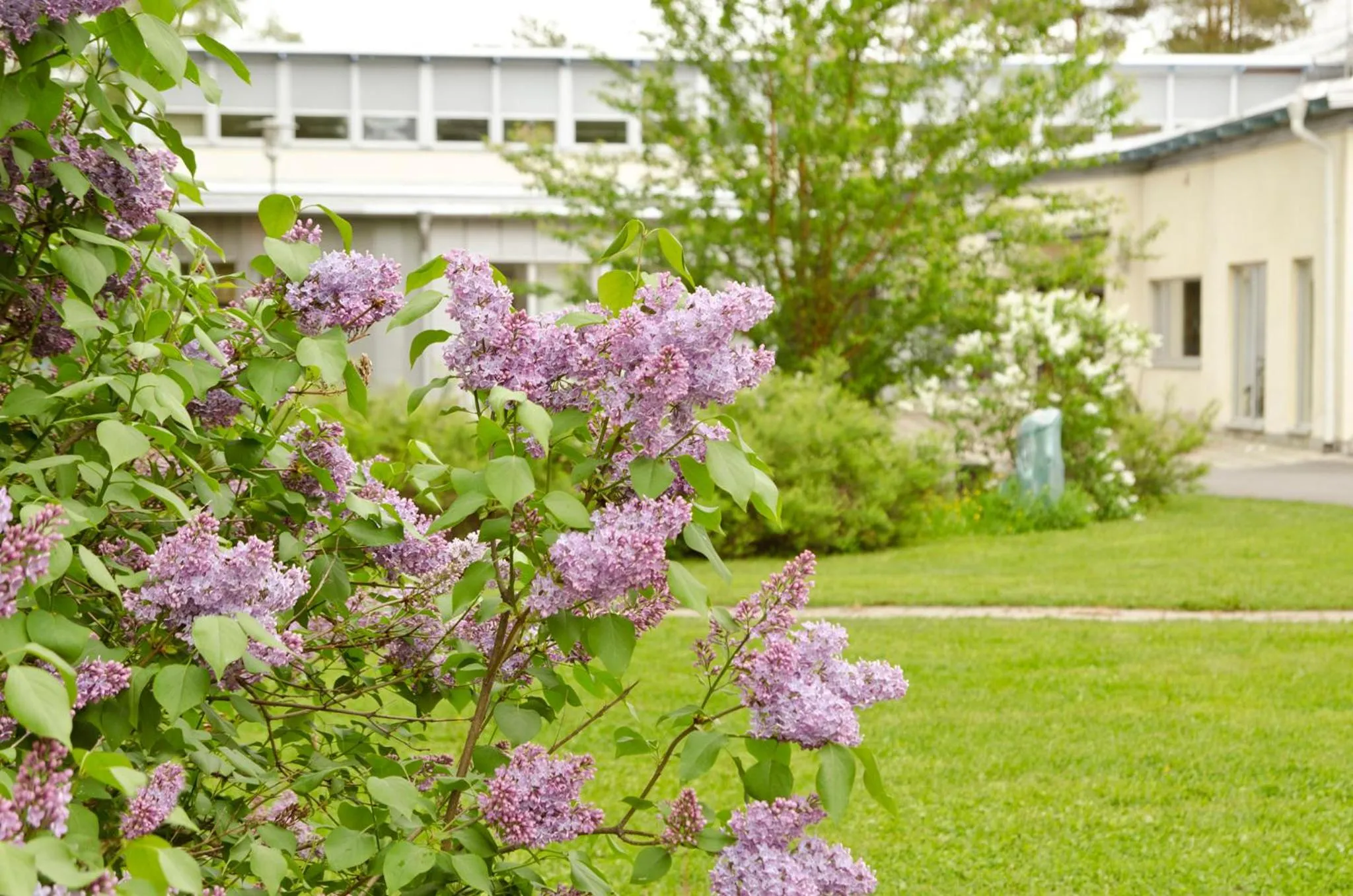 Garden in Sunderby folkhögskola Hotell & Konferens