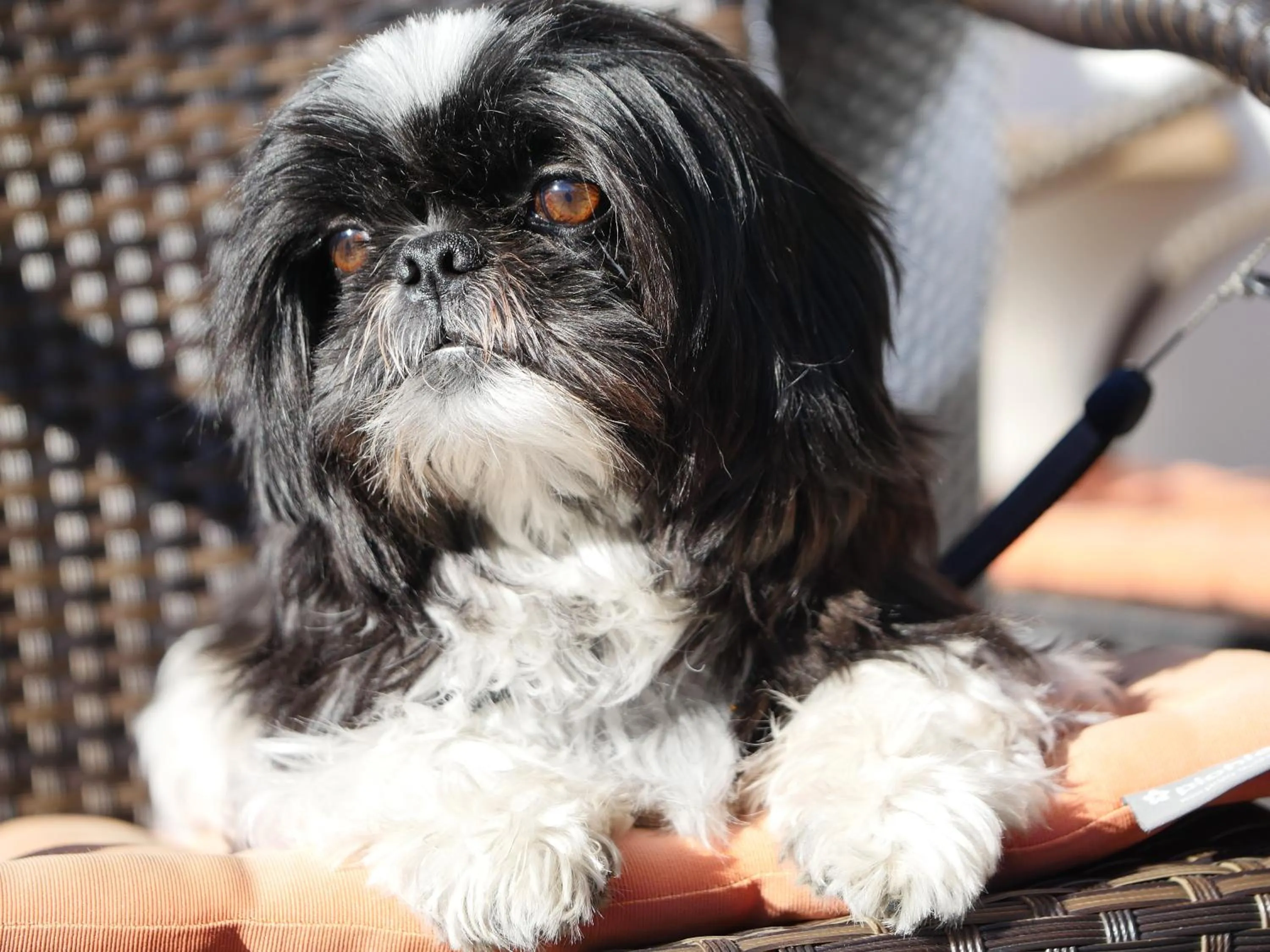 Pets in Der Brückenwirt