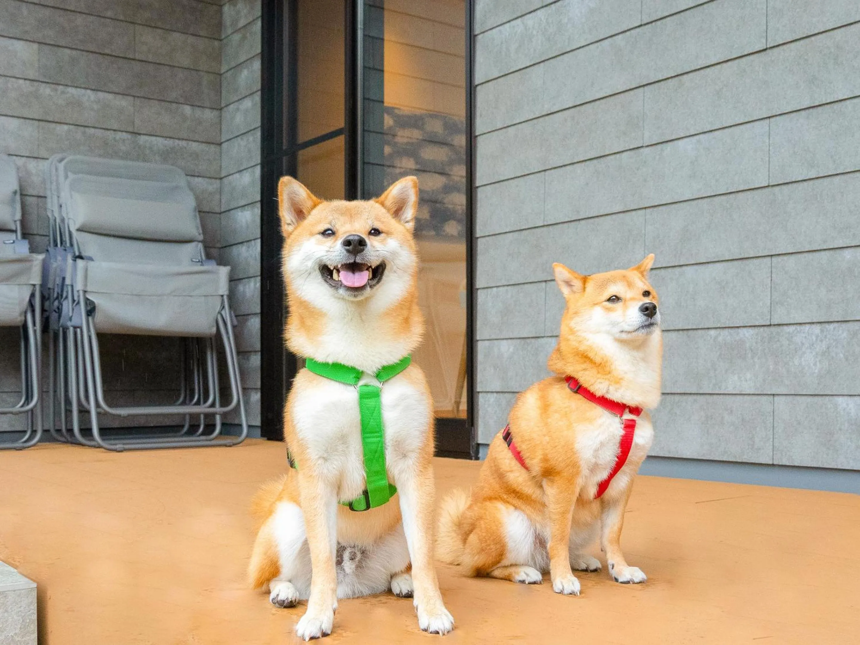 Animals in Rakuten STAY VILLA Aso Kurokawa