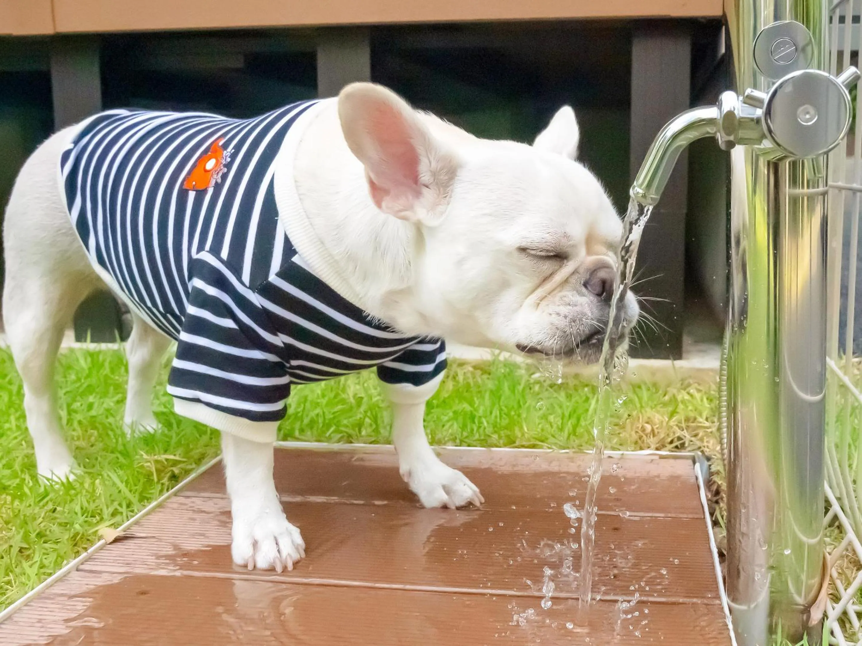 Animals in Rakuten STAY VILLA Aso Kurokawa