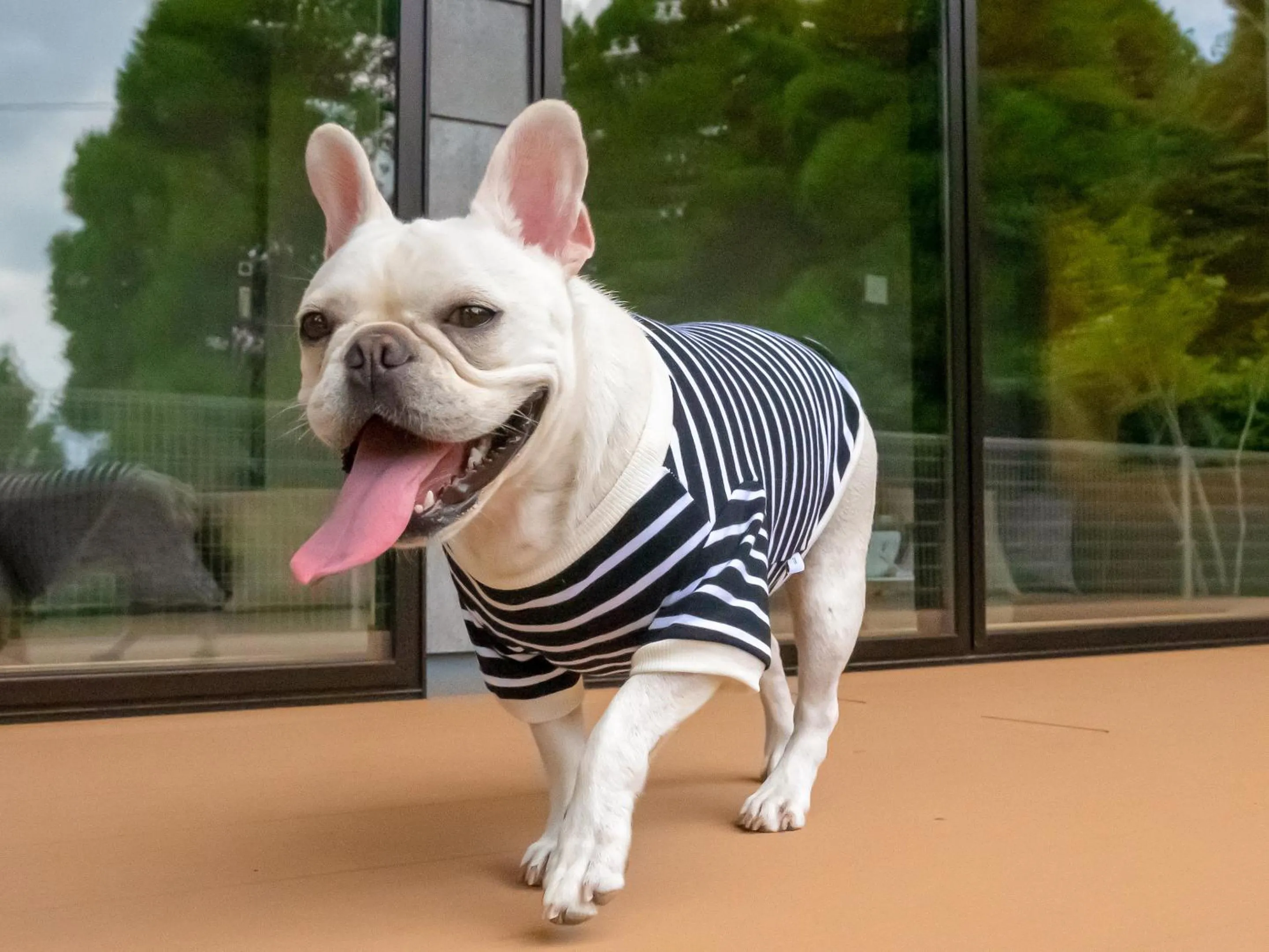 Pets in Rakuten STAY VILLA Aso Kurokawa