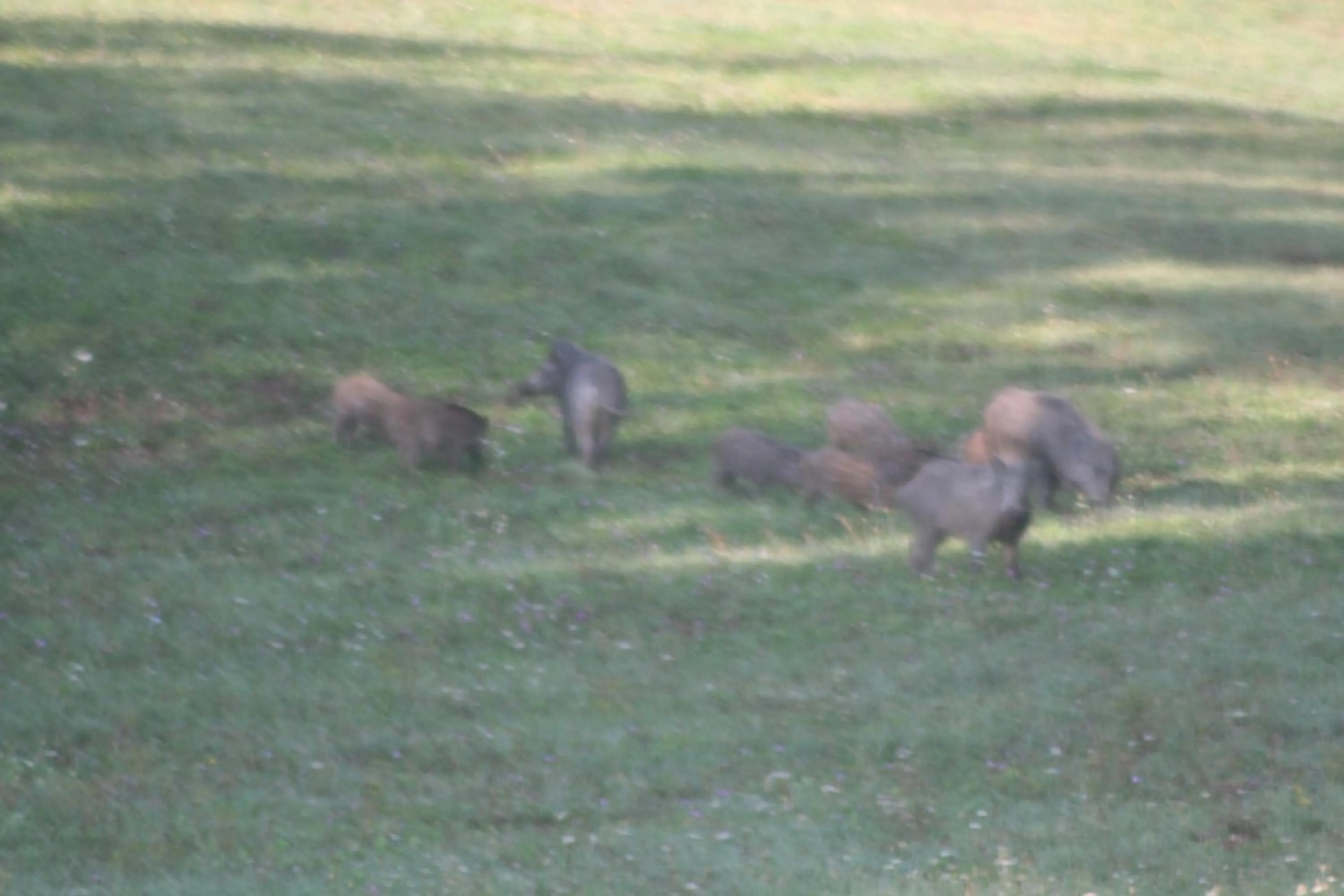 Animals in Tolasudolsa Rooms, Breakfast & Mountain Bike