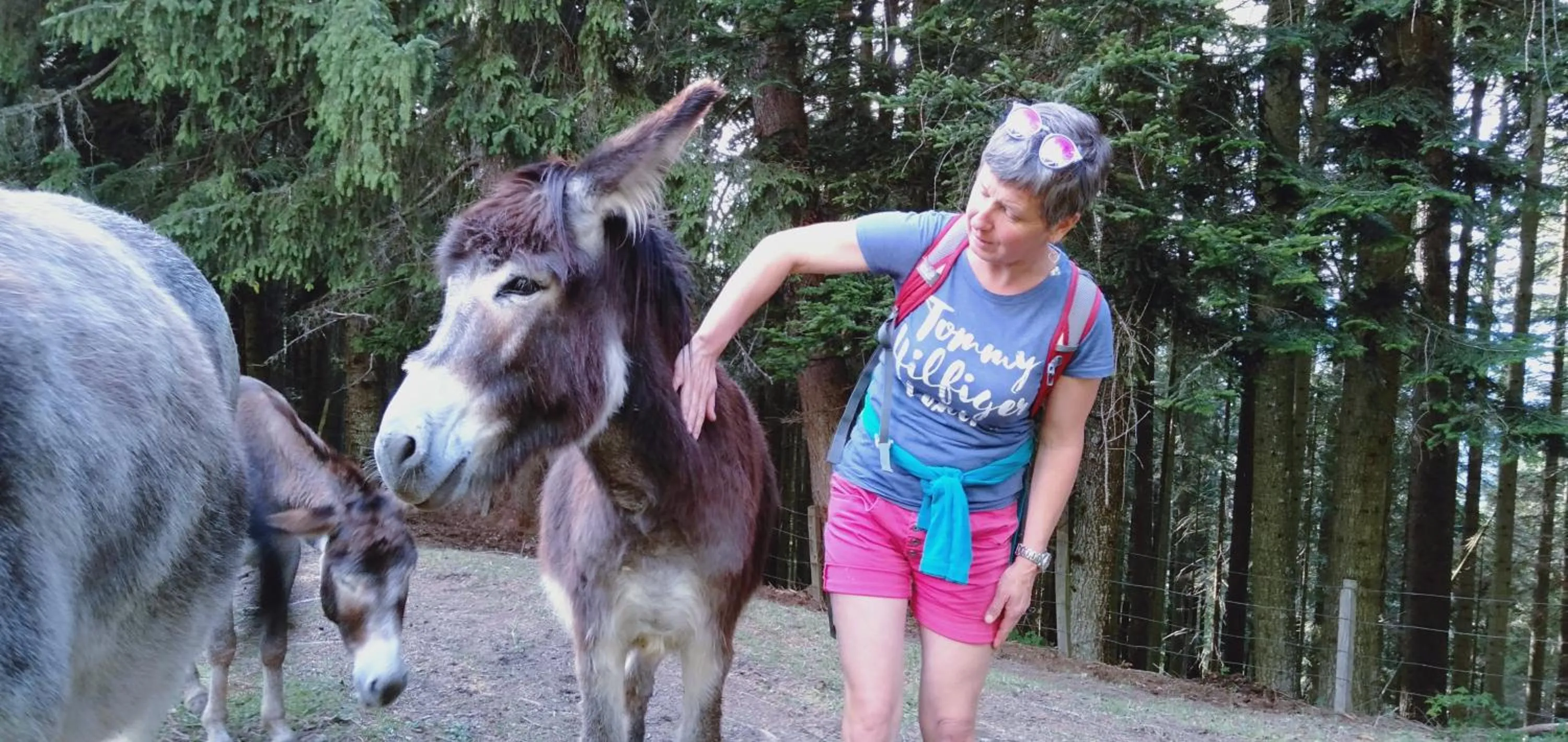Animals in Schornhof
