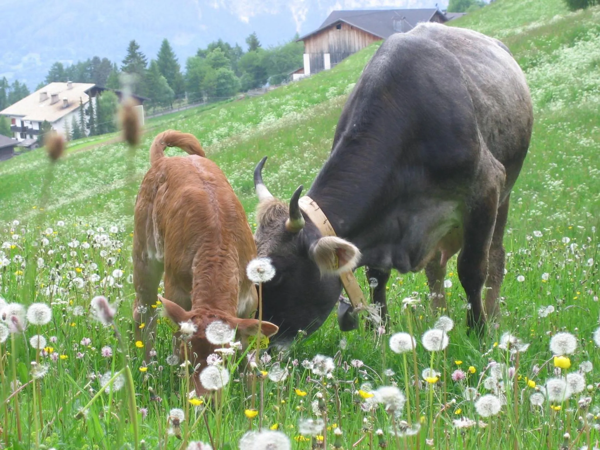 Pets in Schornhof