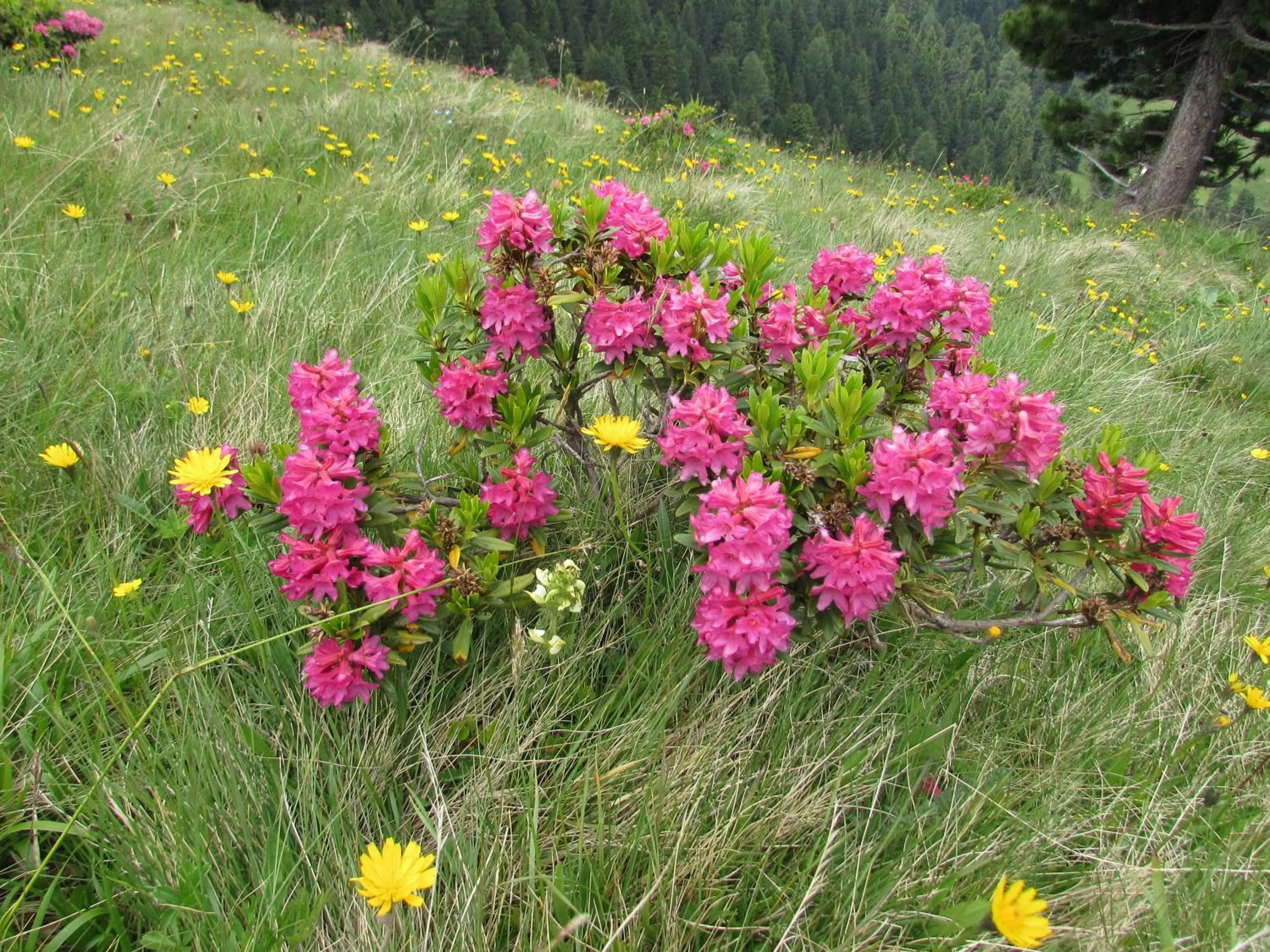 Natural landscape in Schornhof