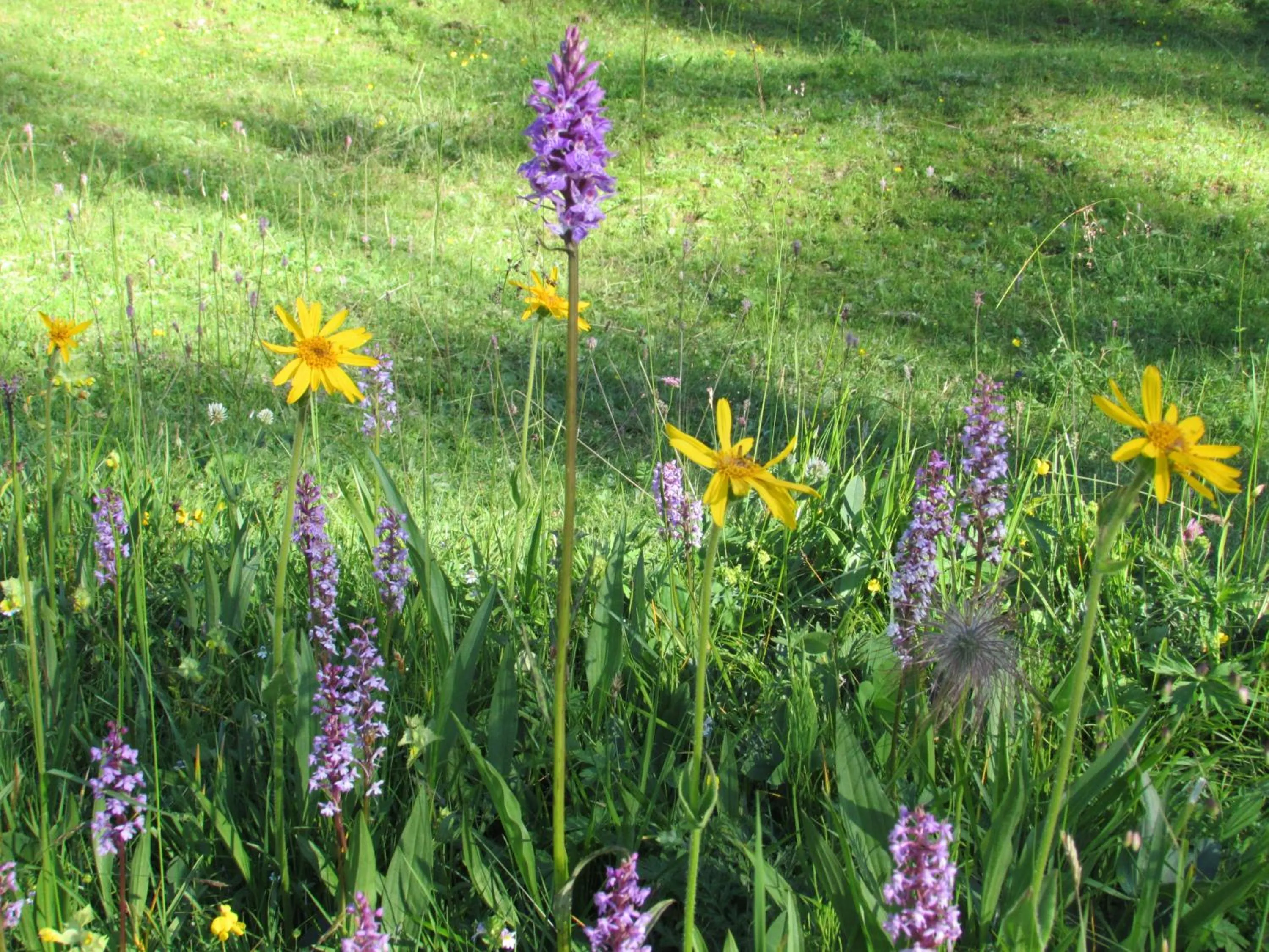 Natural landscape in Schornhof