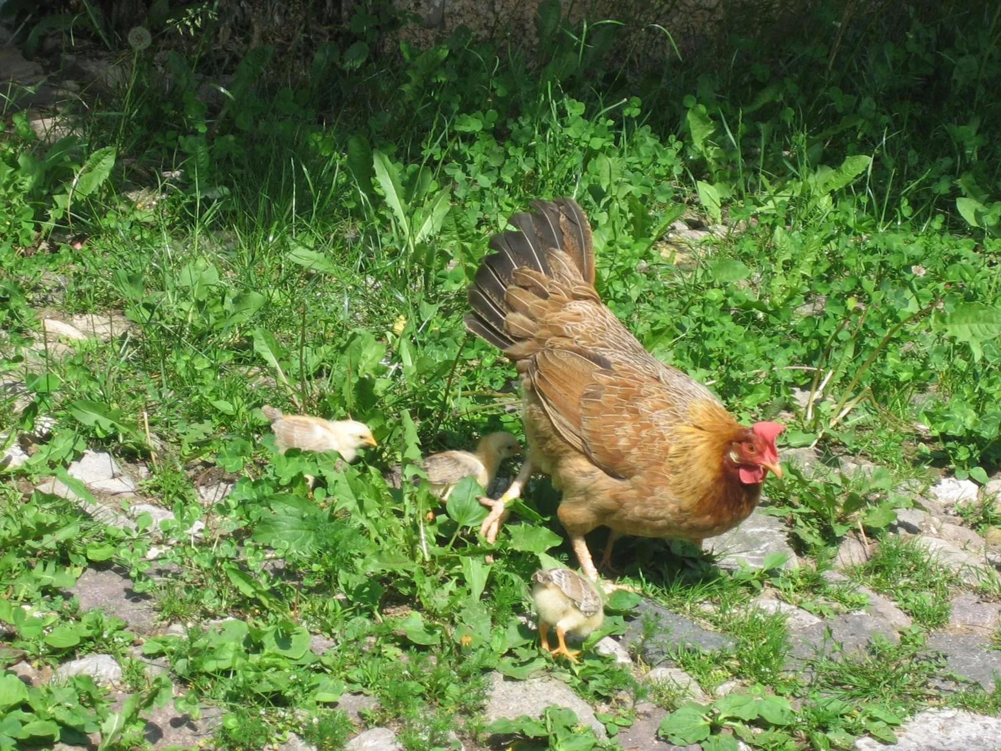 Pets in Schornhof
