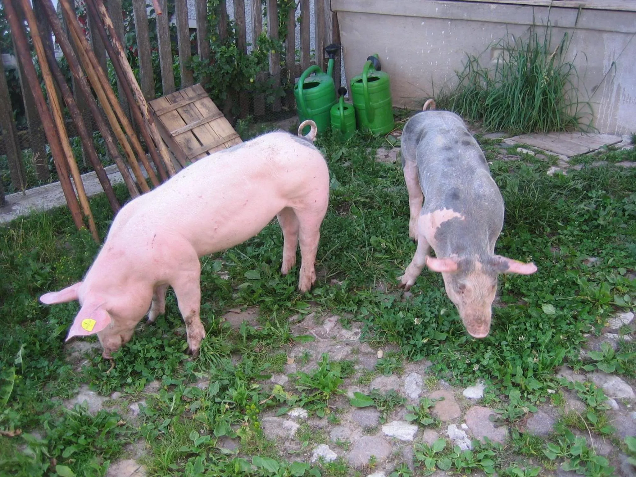 Animals in Schornhof