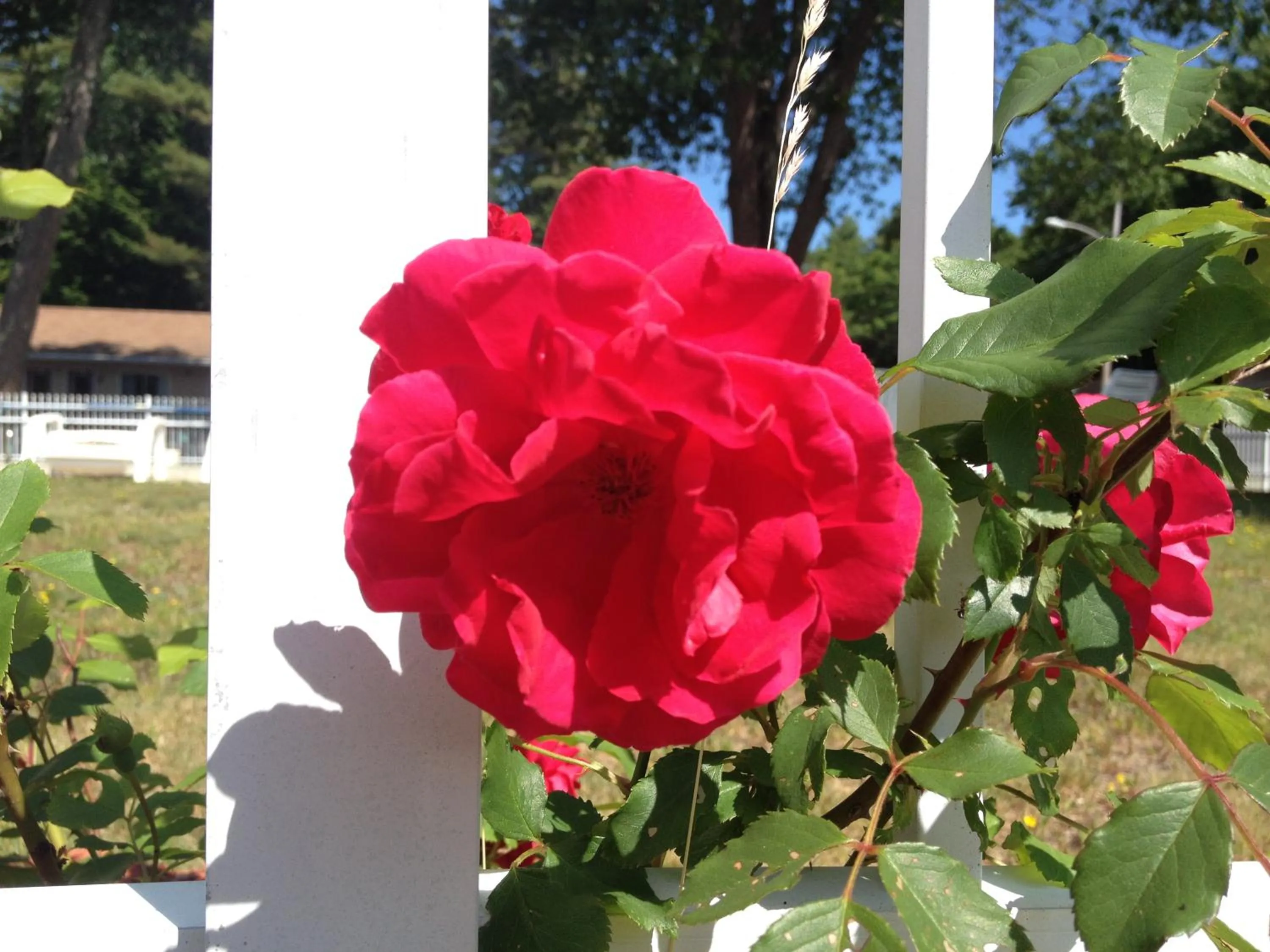 Garden in Marcotte Motor Court