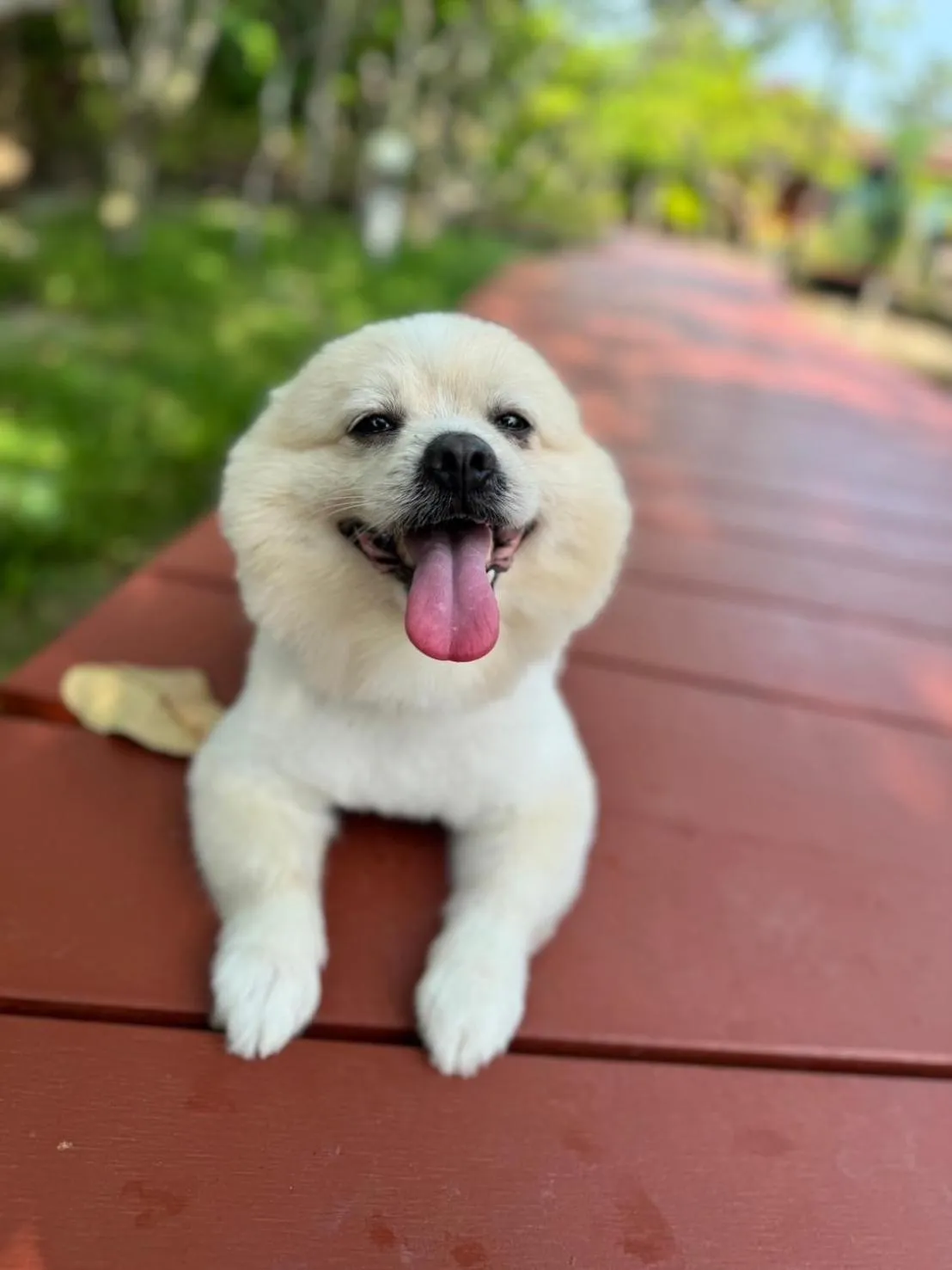 pet friendly in The Beatles Lagoon