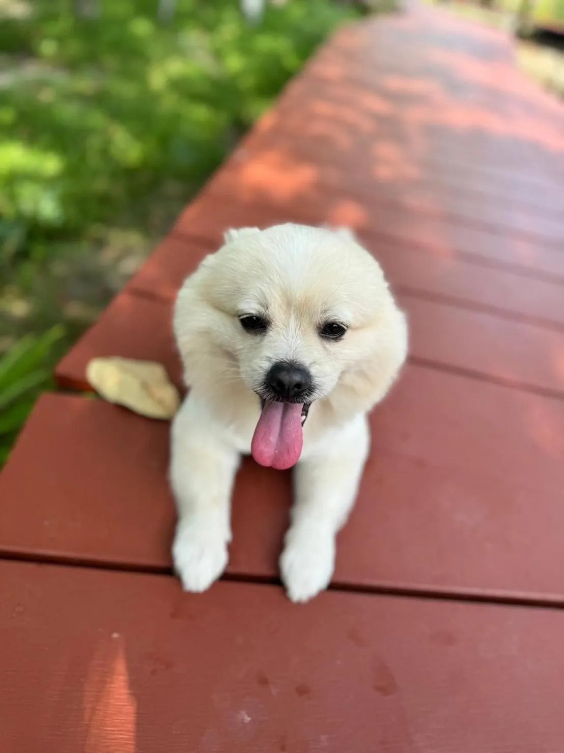 pet friendly in The Beatles Lagoon
