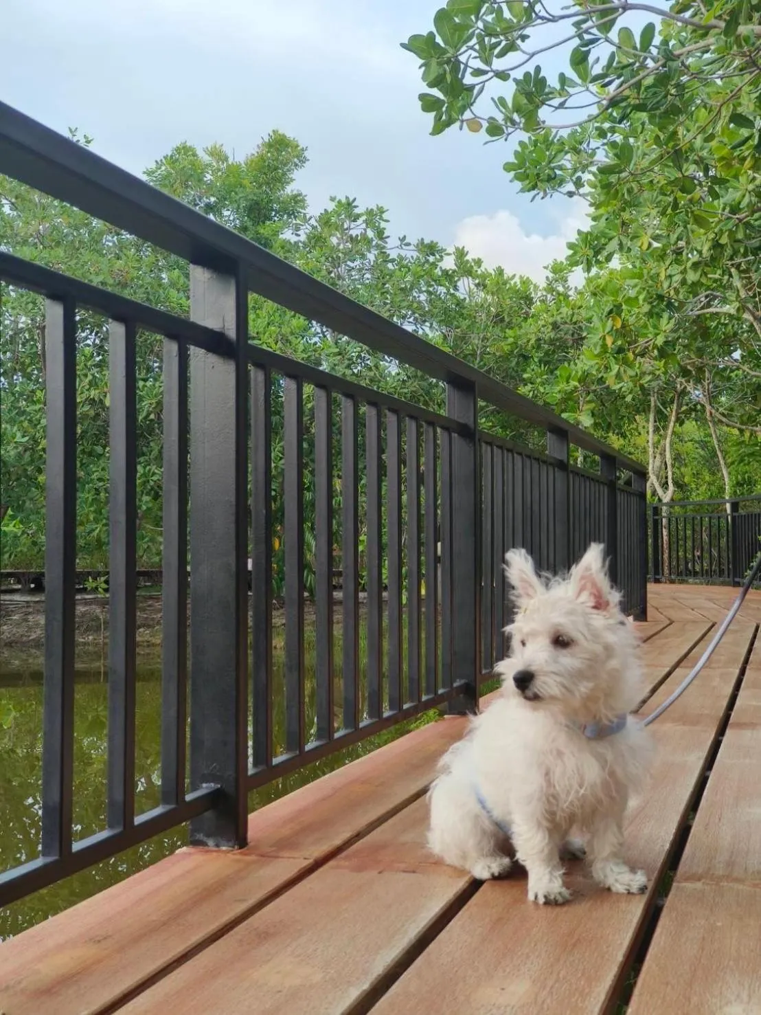 Street view in The Beatles Lagoon