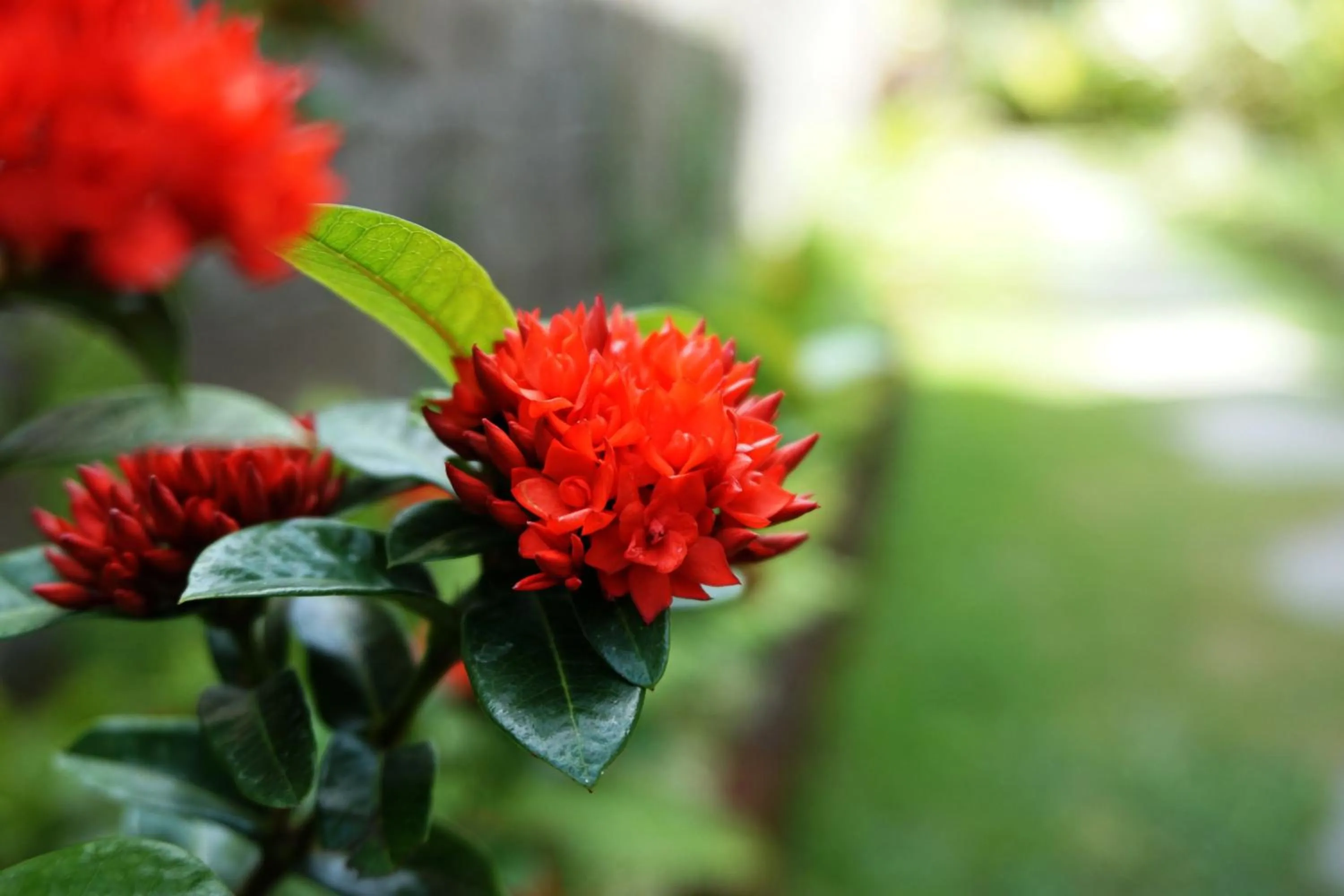 Garden in Louto Dmell Villa & Guesthouse