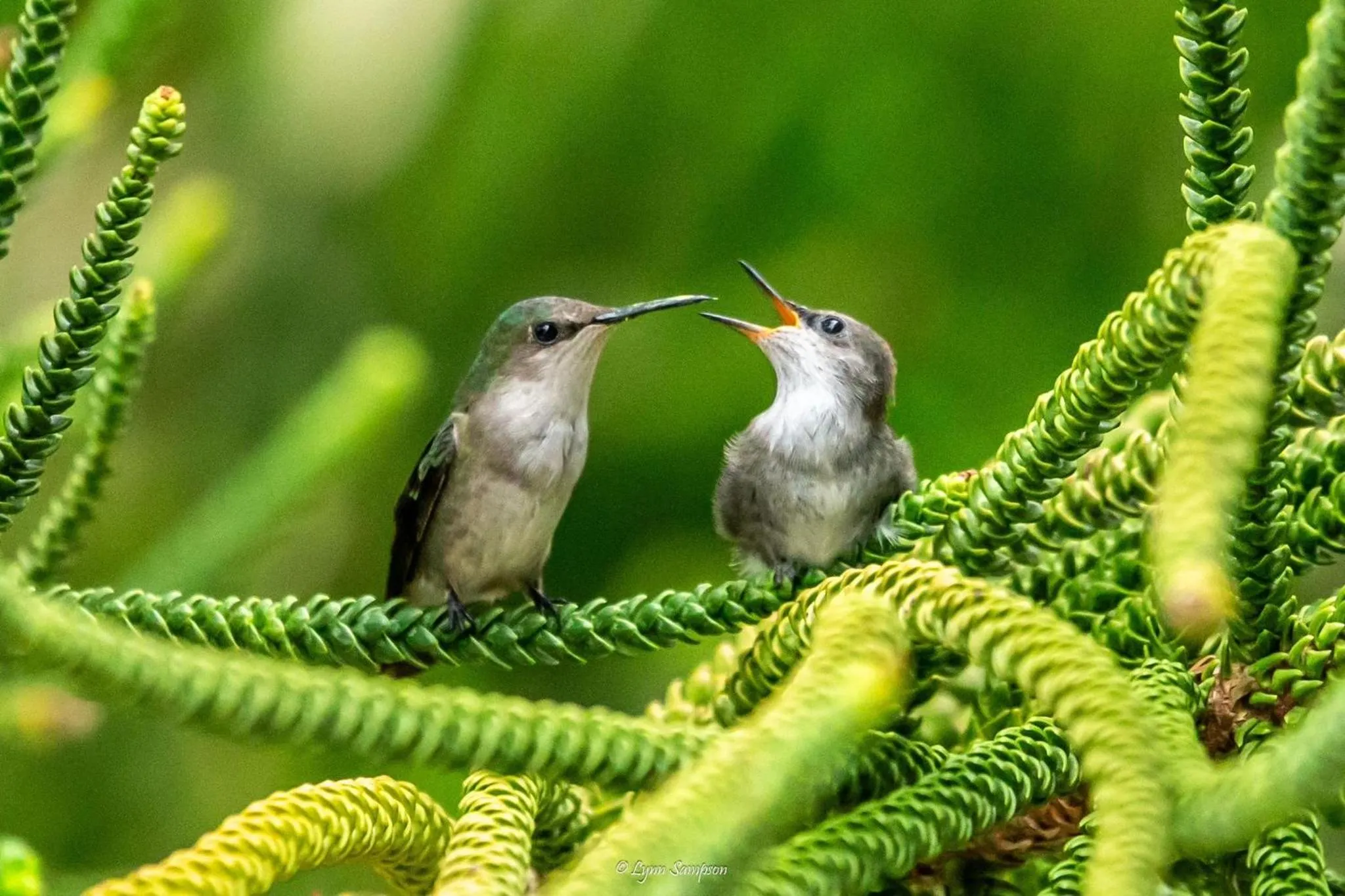 Natural landscape in Hotel Plaza Brisas