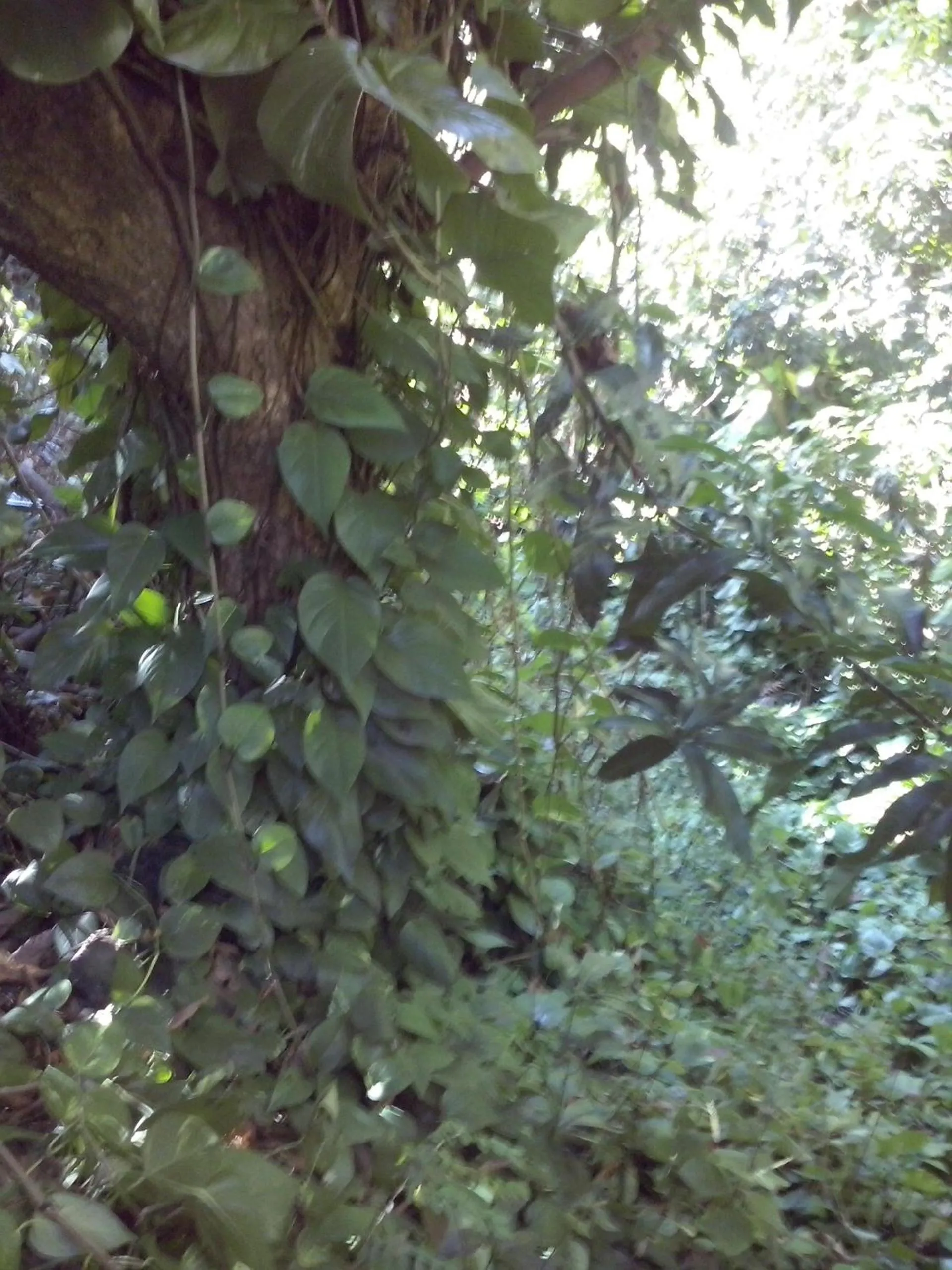 Garden in Villa Hélèna B&B