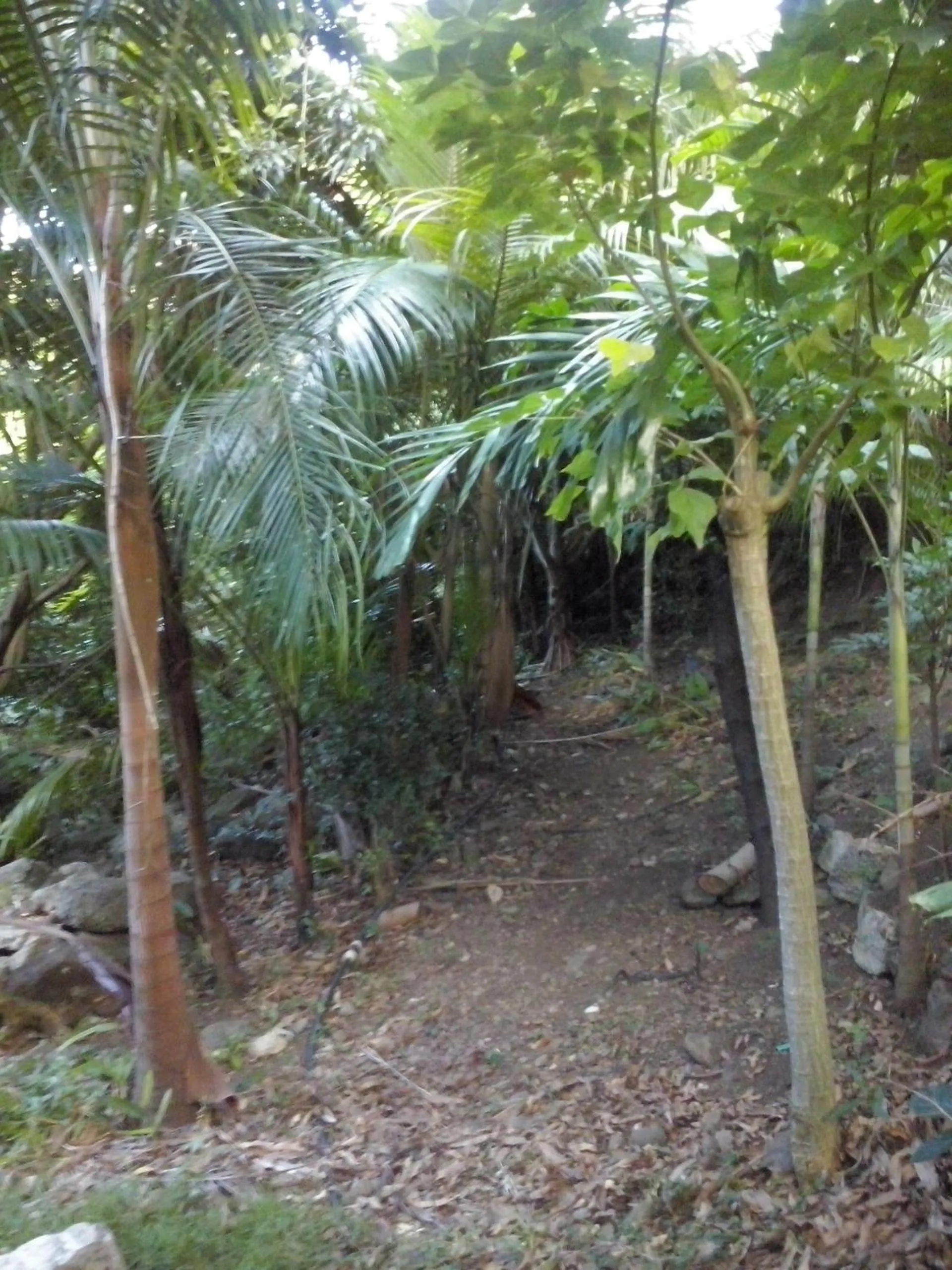 Garden in Villa Hélèna B&B