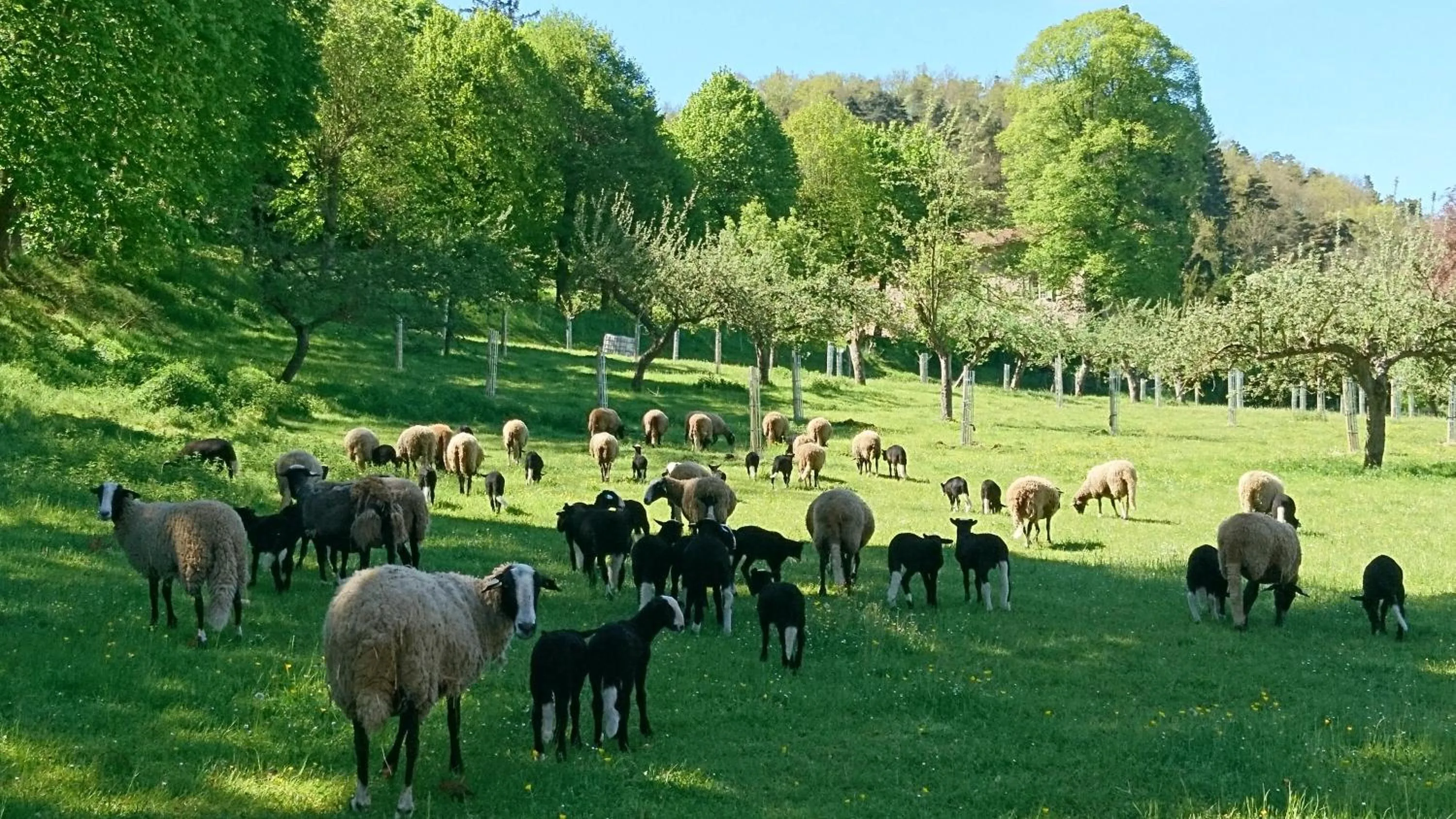 Other in Chateau de Durianne