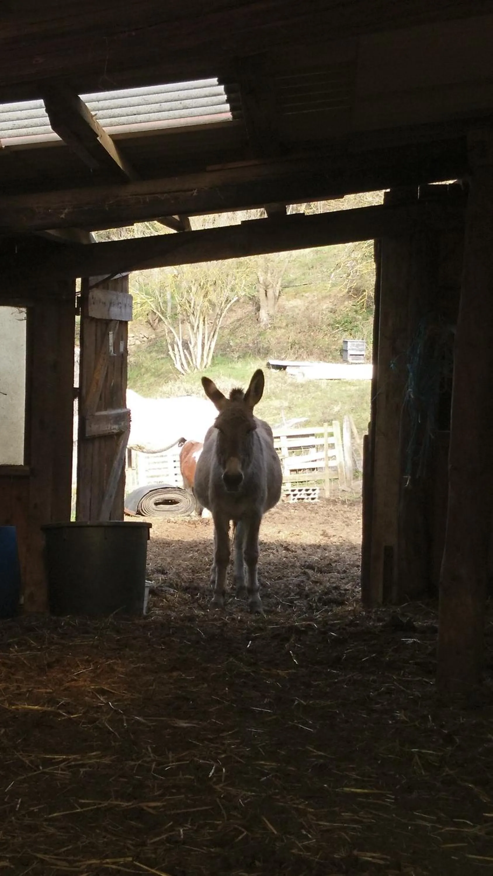 Animals in Chateau de Durianne