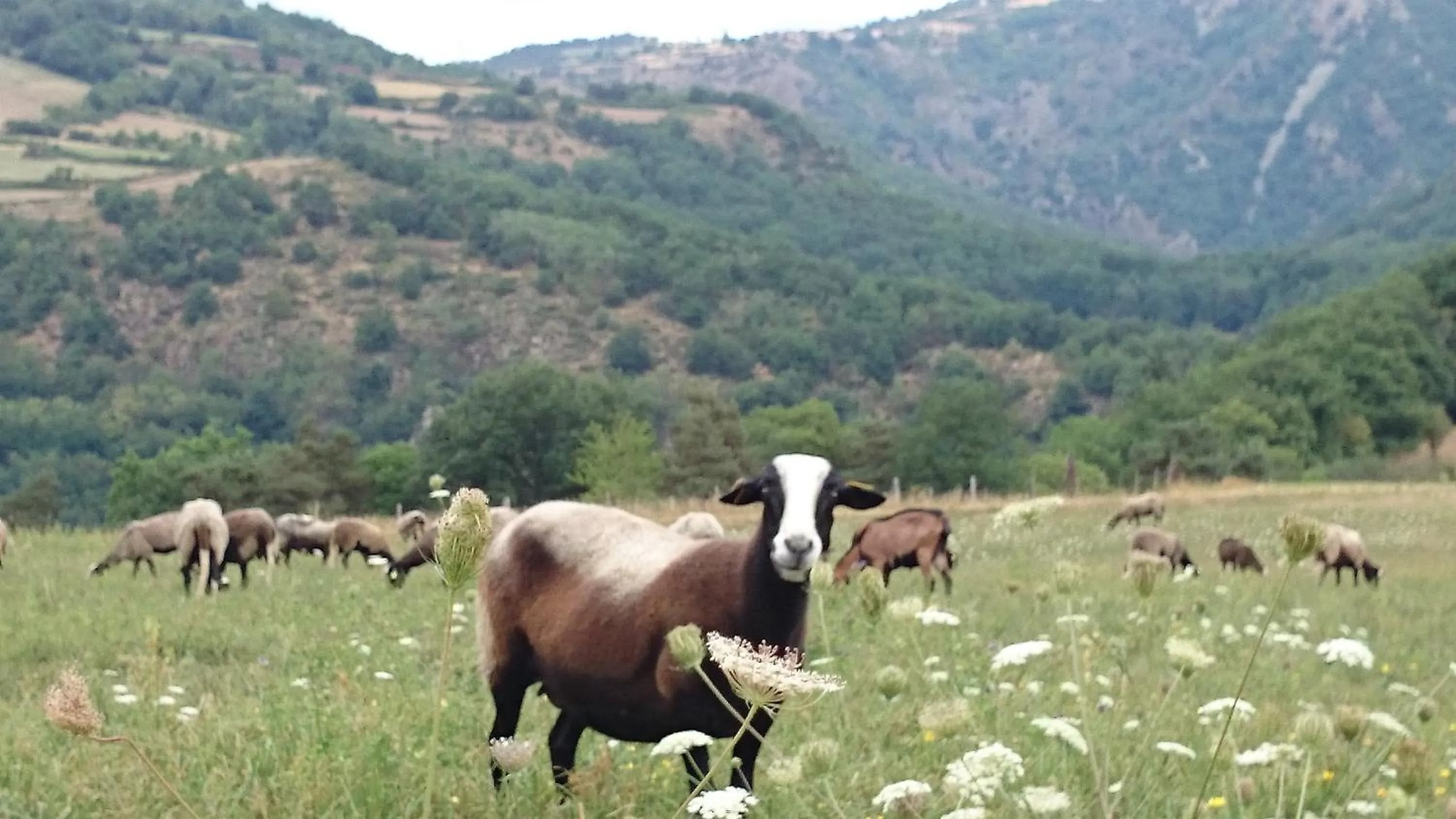 Animals in Chateau de Durianne