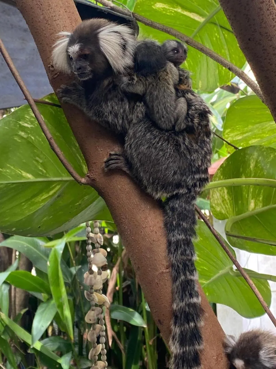 Animals in Pousada Casa de Madeira