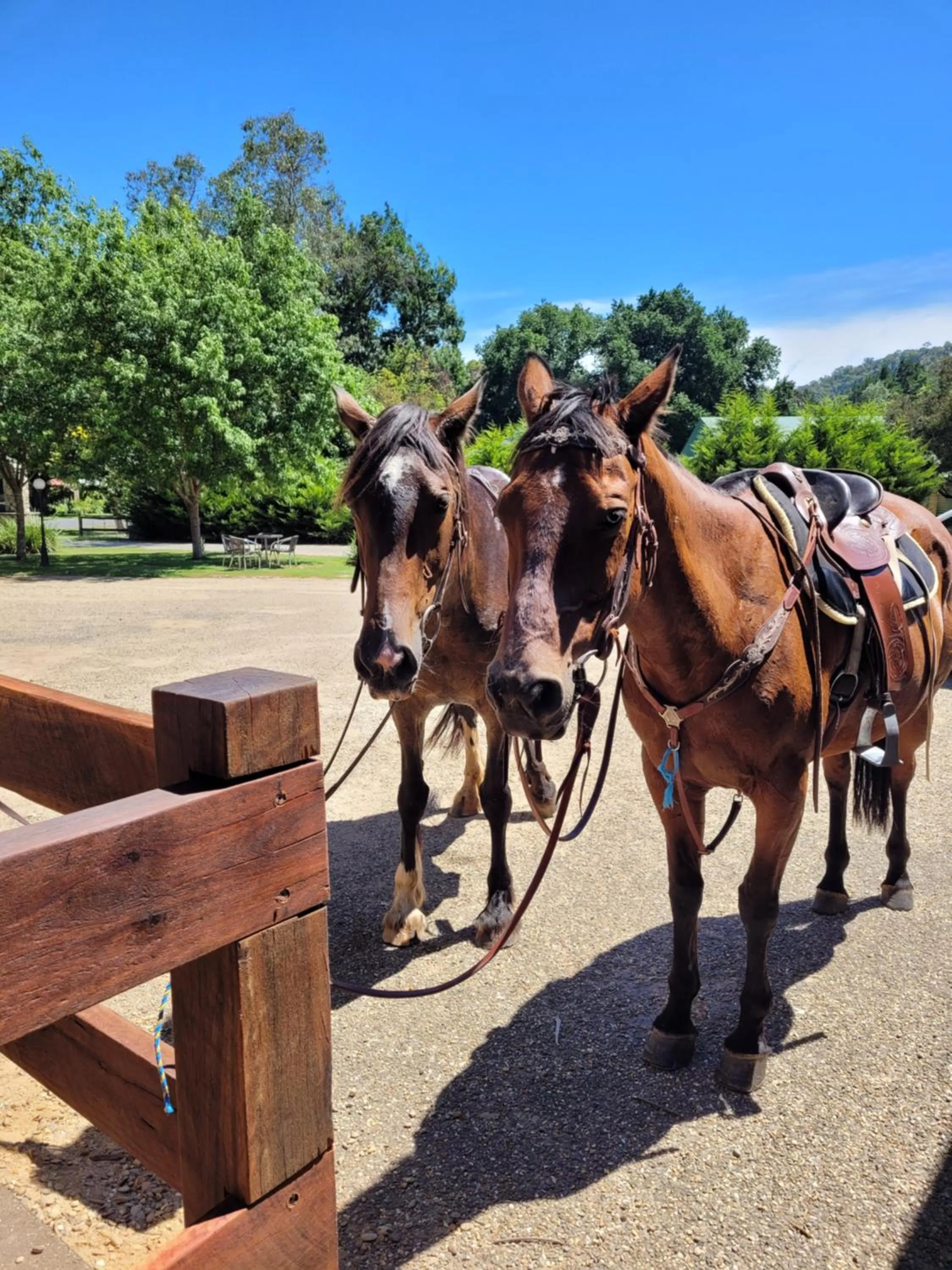 Animals in Harrietville Hotel Motel