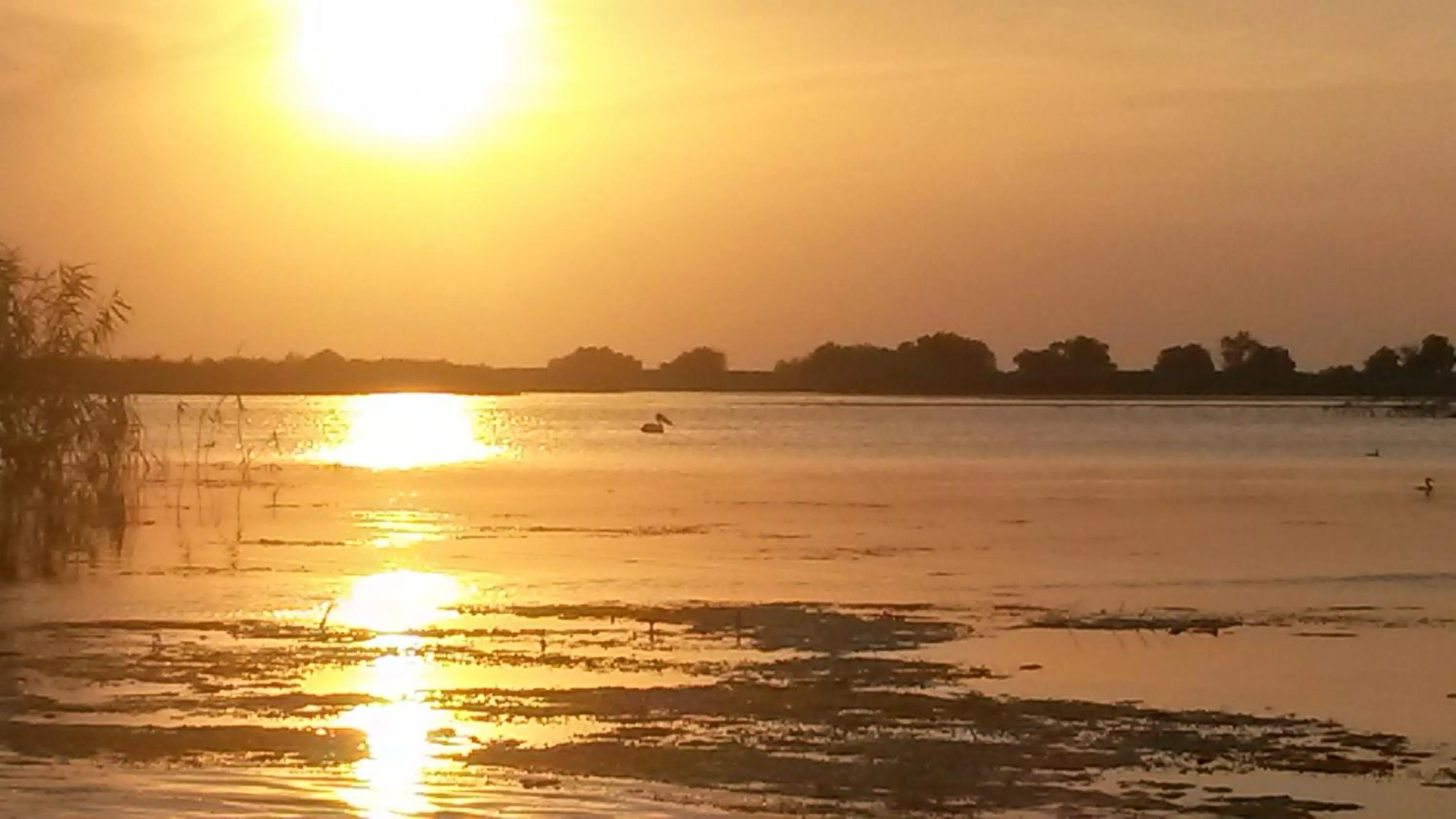 Animals in Delta Pontoon