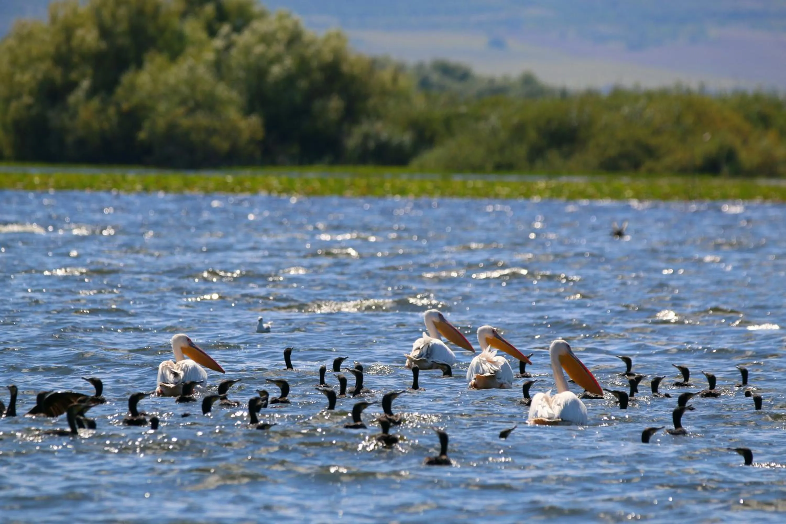 Animals in Delta Pontoon