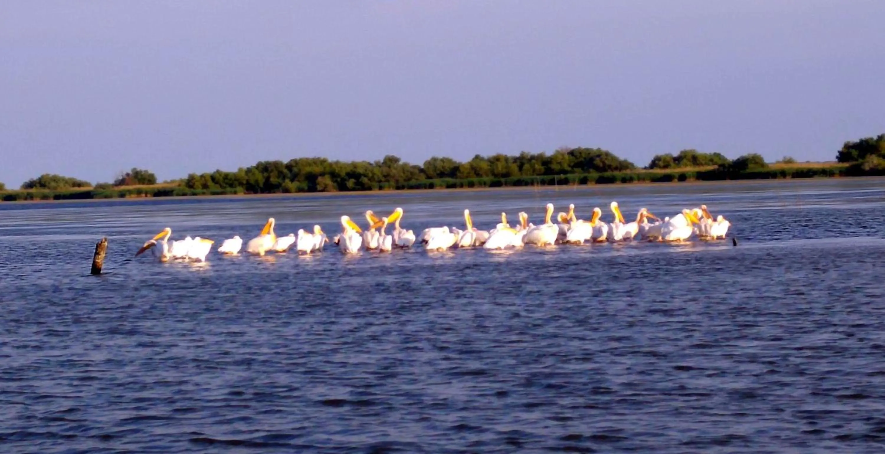 Activities in Delta Pontoon
