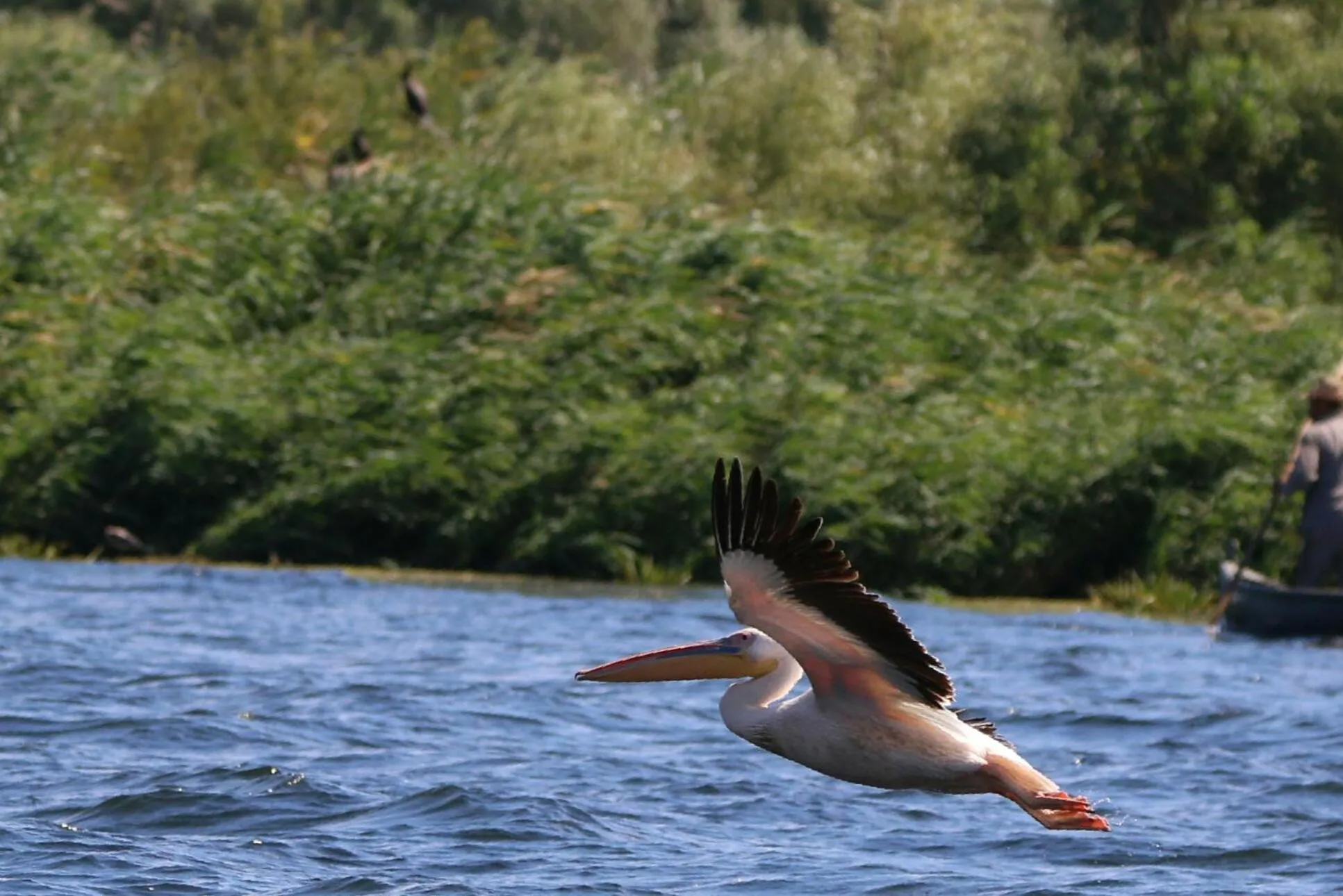 Animals in Delta Pontoon