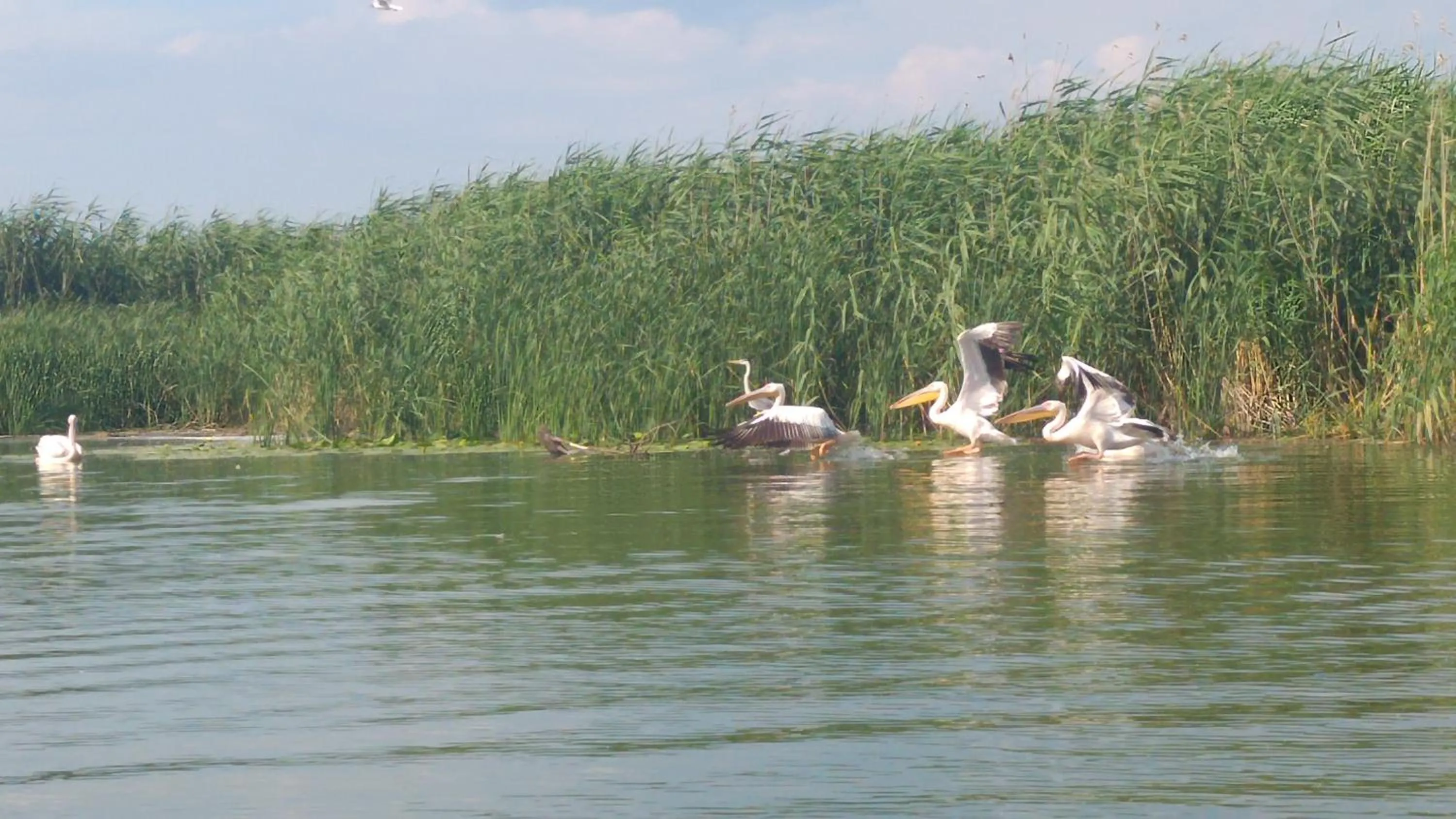 Animals in Delta Pontoon