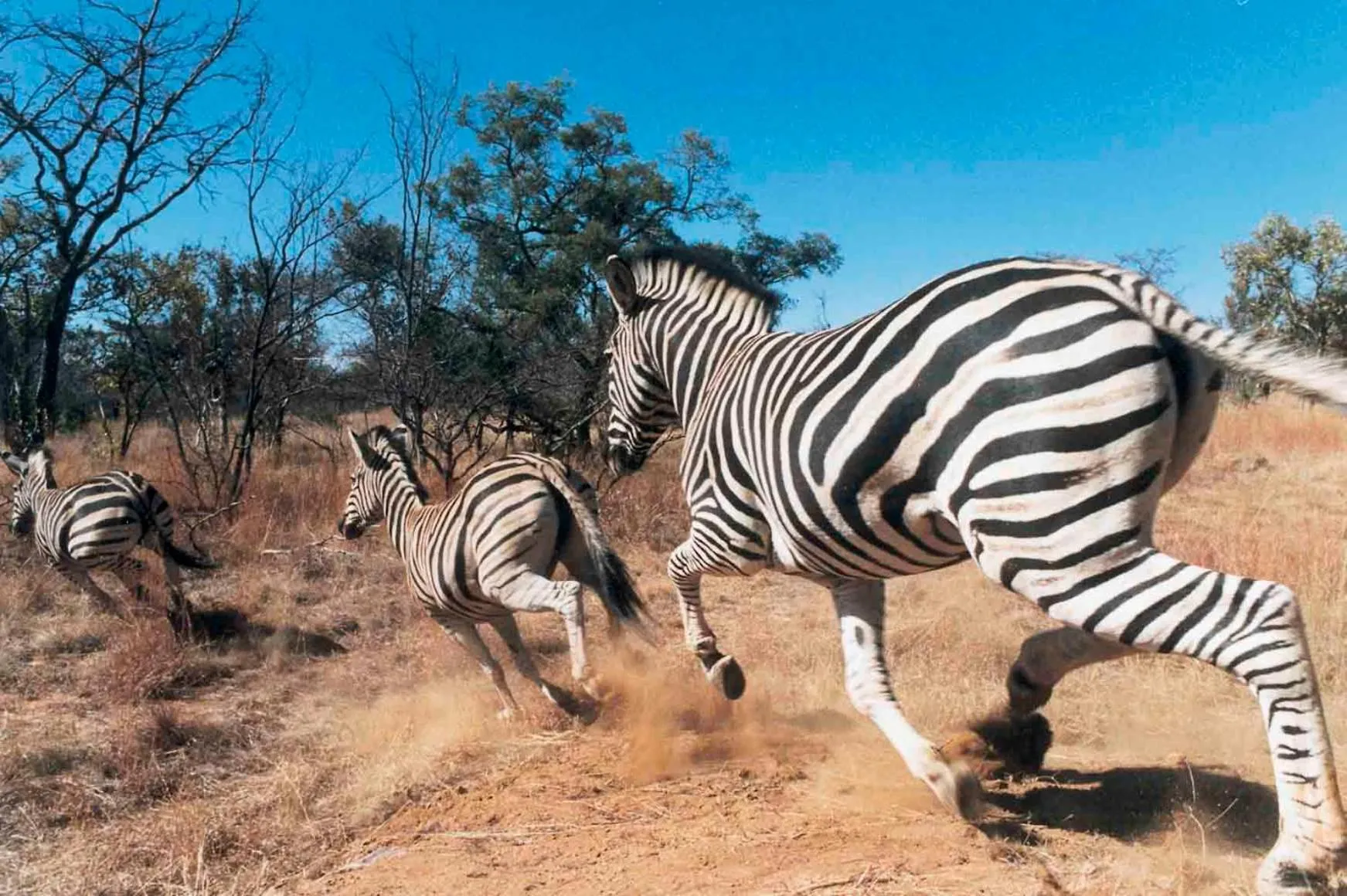 Animals in Jembisa Bush Home