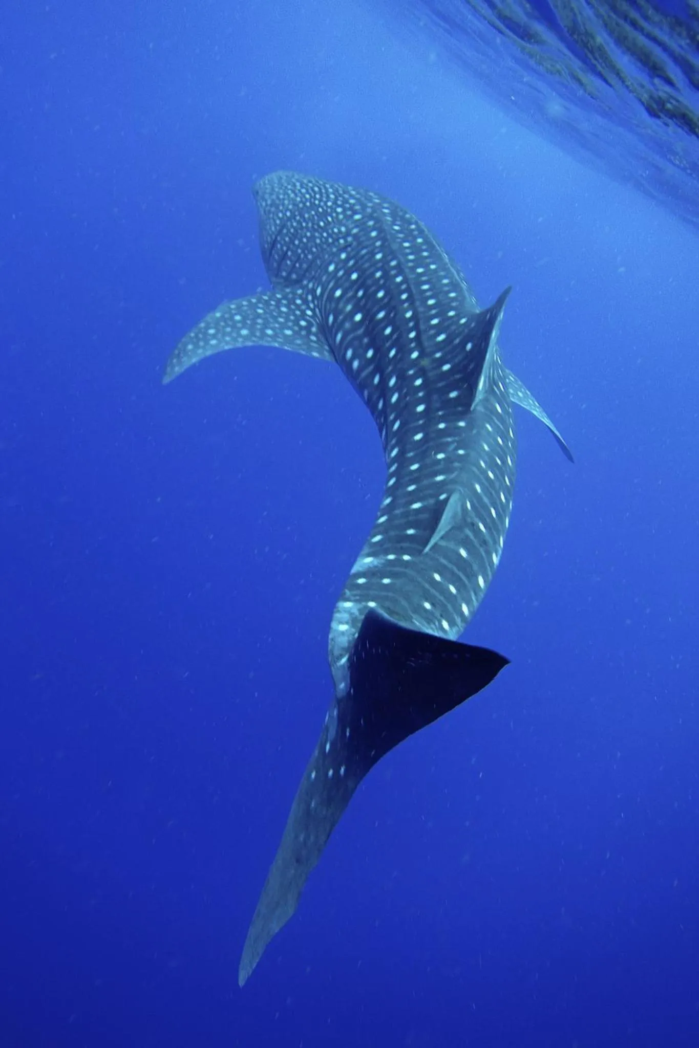 MEHEL - Holiday Home - Mahibadhoo