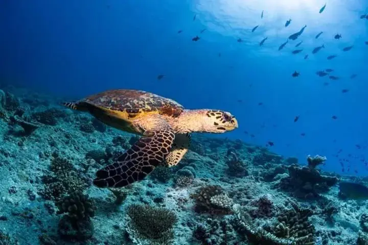 MEHEL - Holiday Home - Mahibadhoo MEHEL - Holiday Home - Mahibadhoo