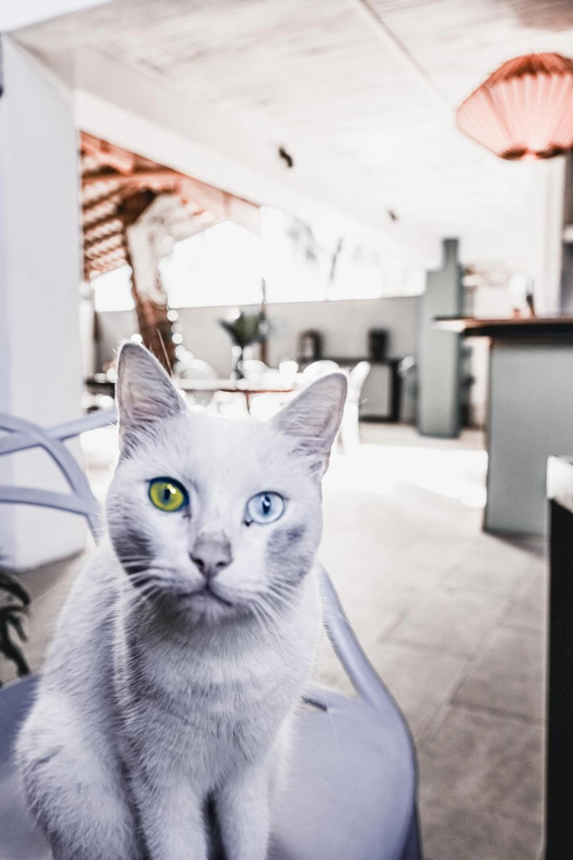 Patio in Cosy Guest House Sous le Badamier