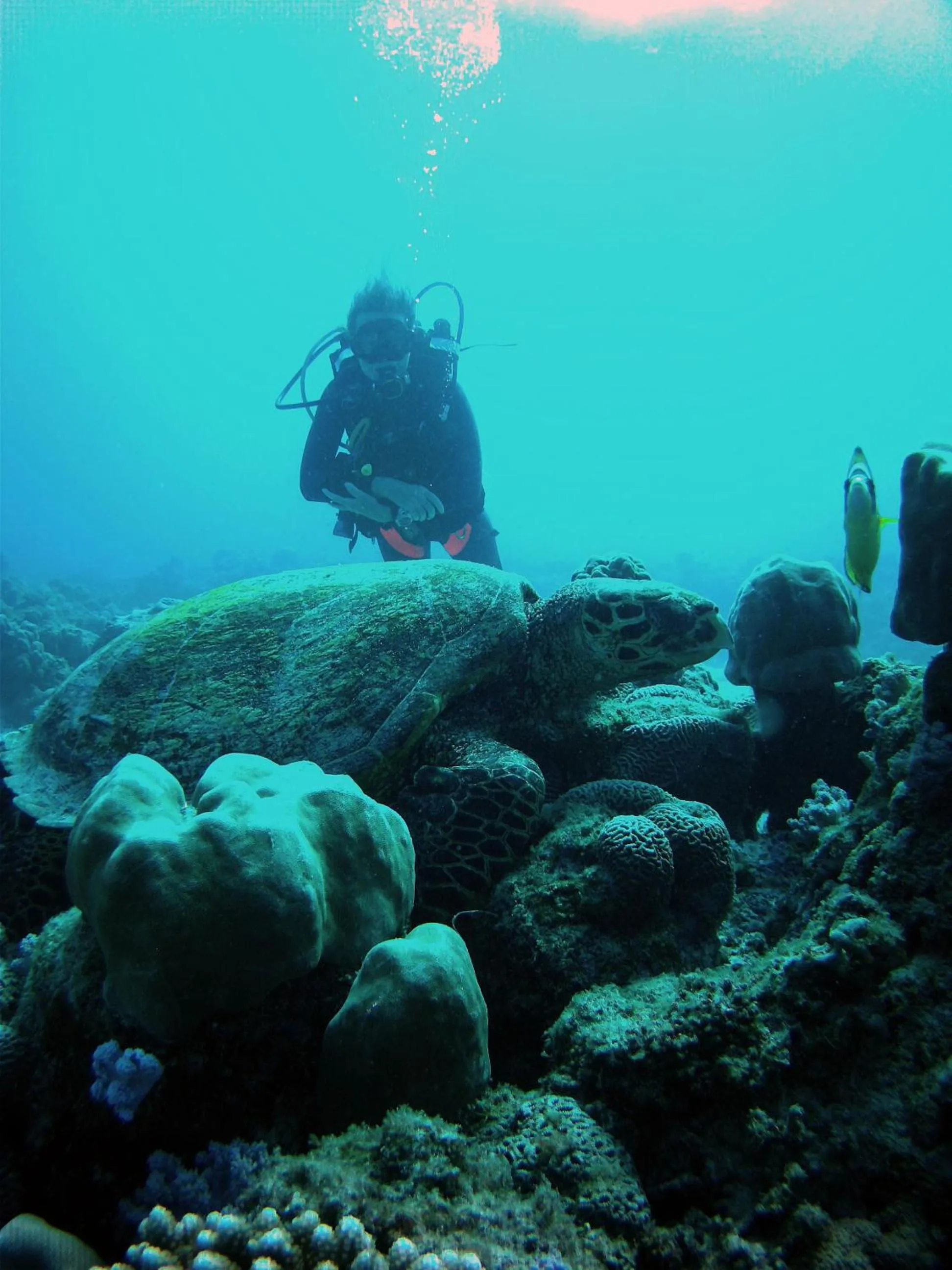 Off site in Cosy Guest House Sous le Badamier