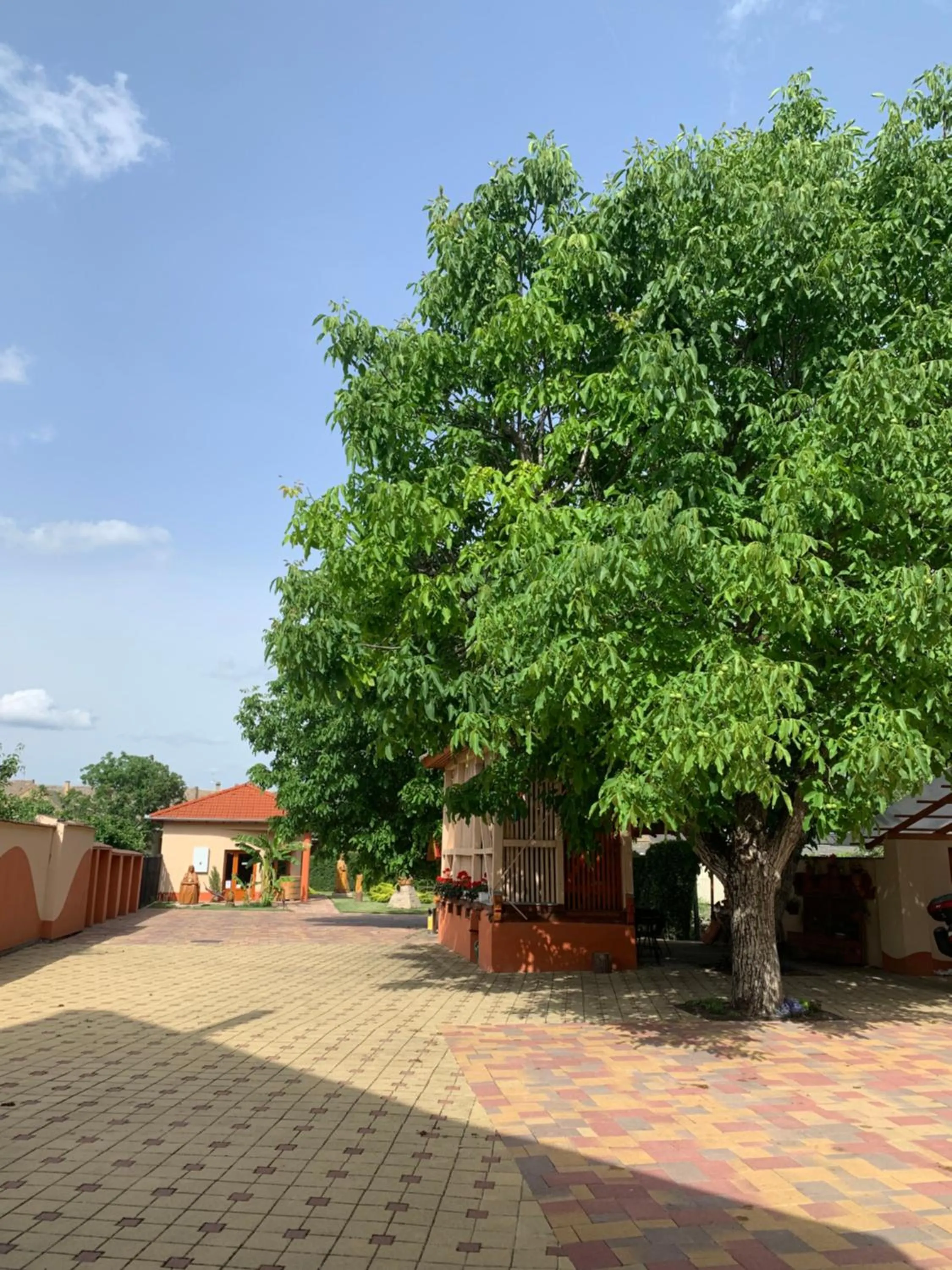 Garden in Szent István Wellness Panzió