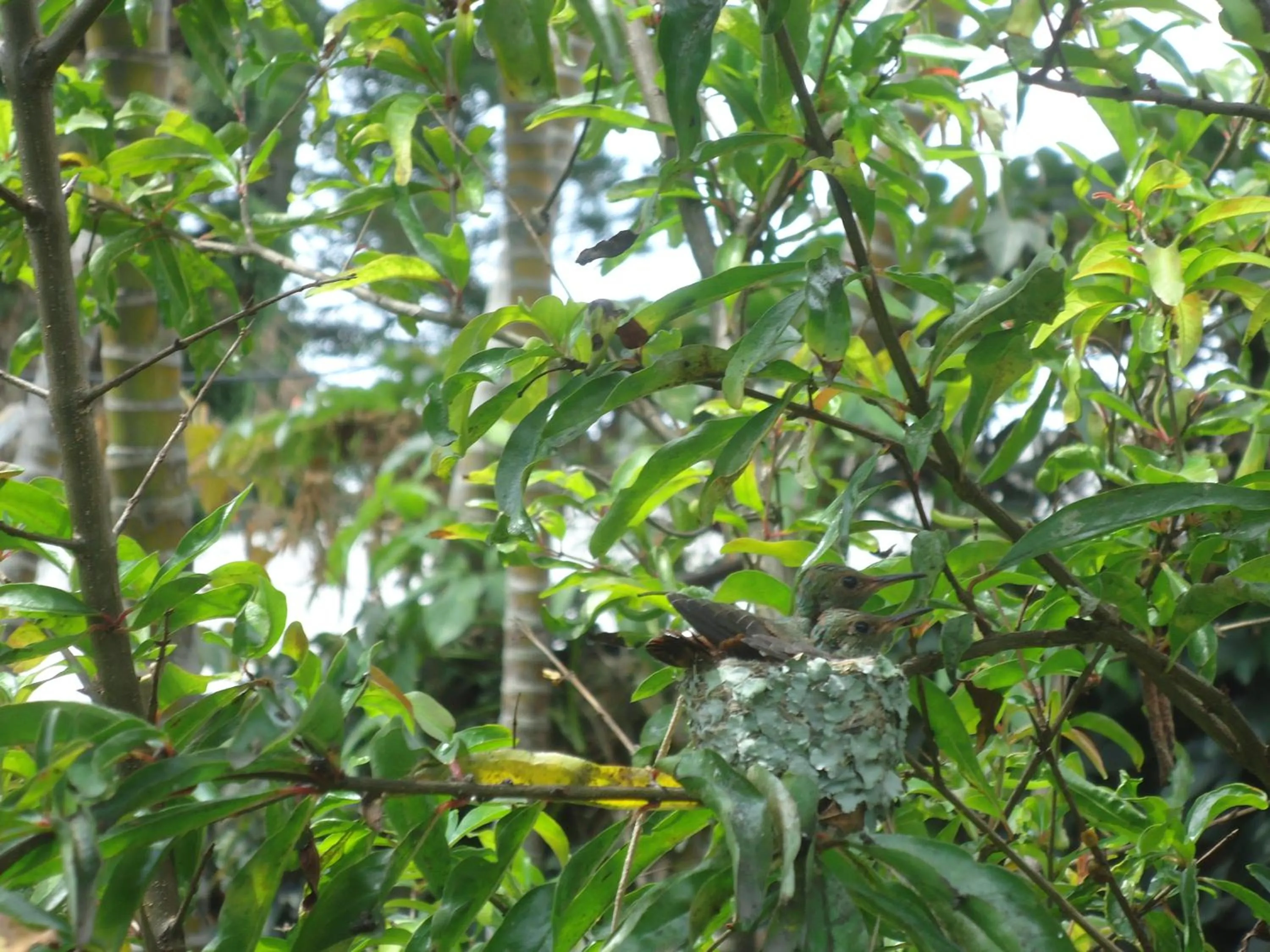 Garden in Boutique Hotel Casa Orquídeas
