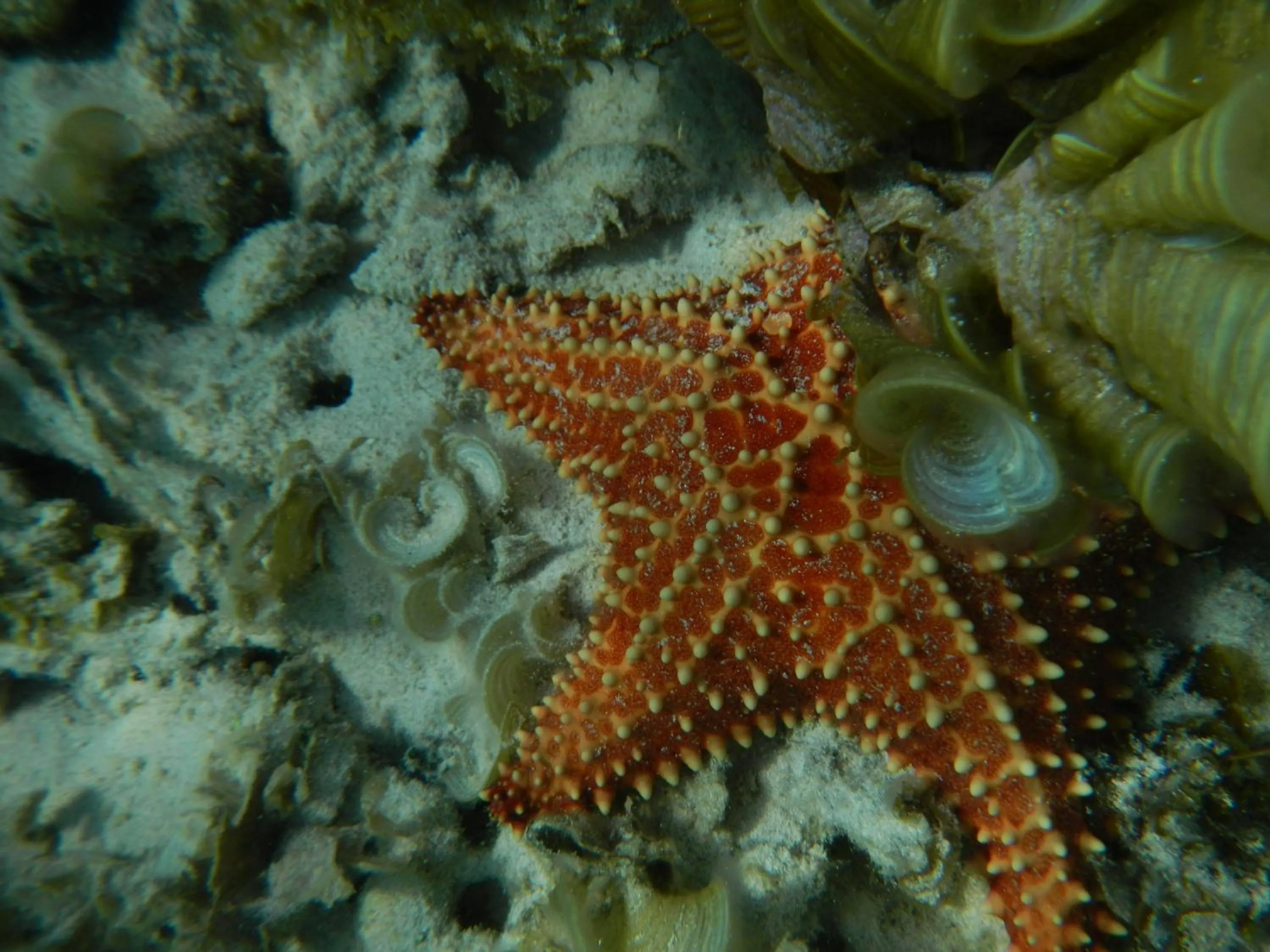 Sea view in Orient Bay Beach Studio