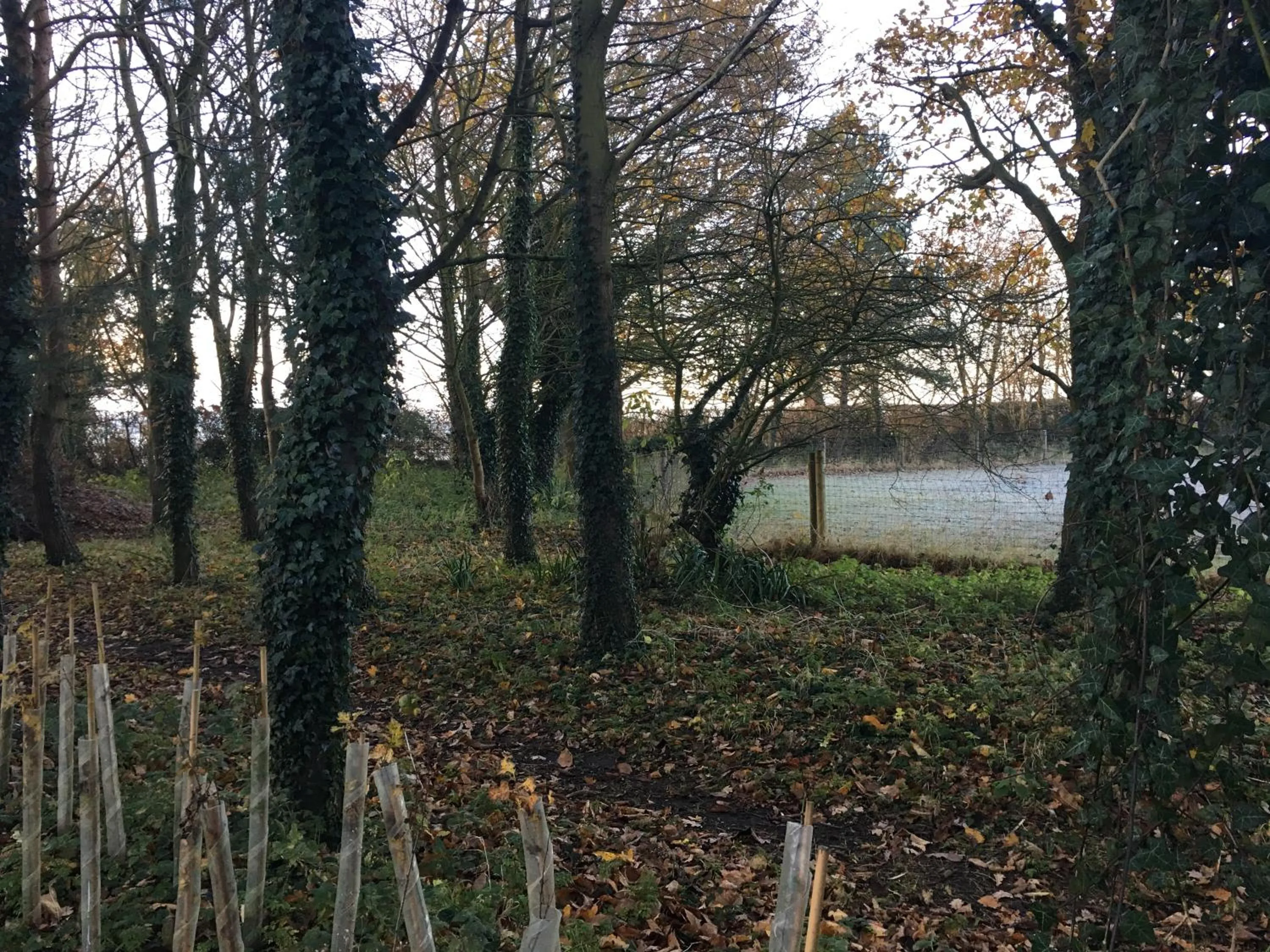 Natural landscape in the Orangery - BnB Suites