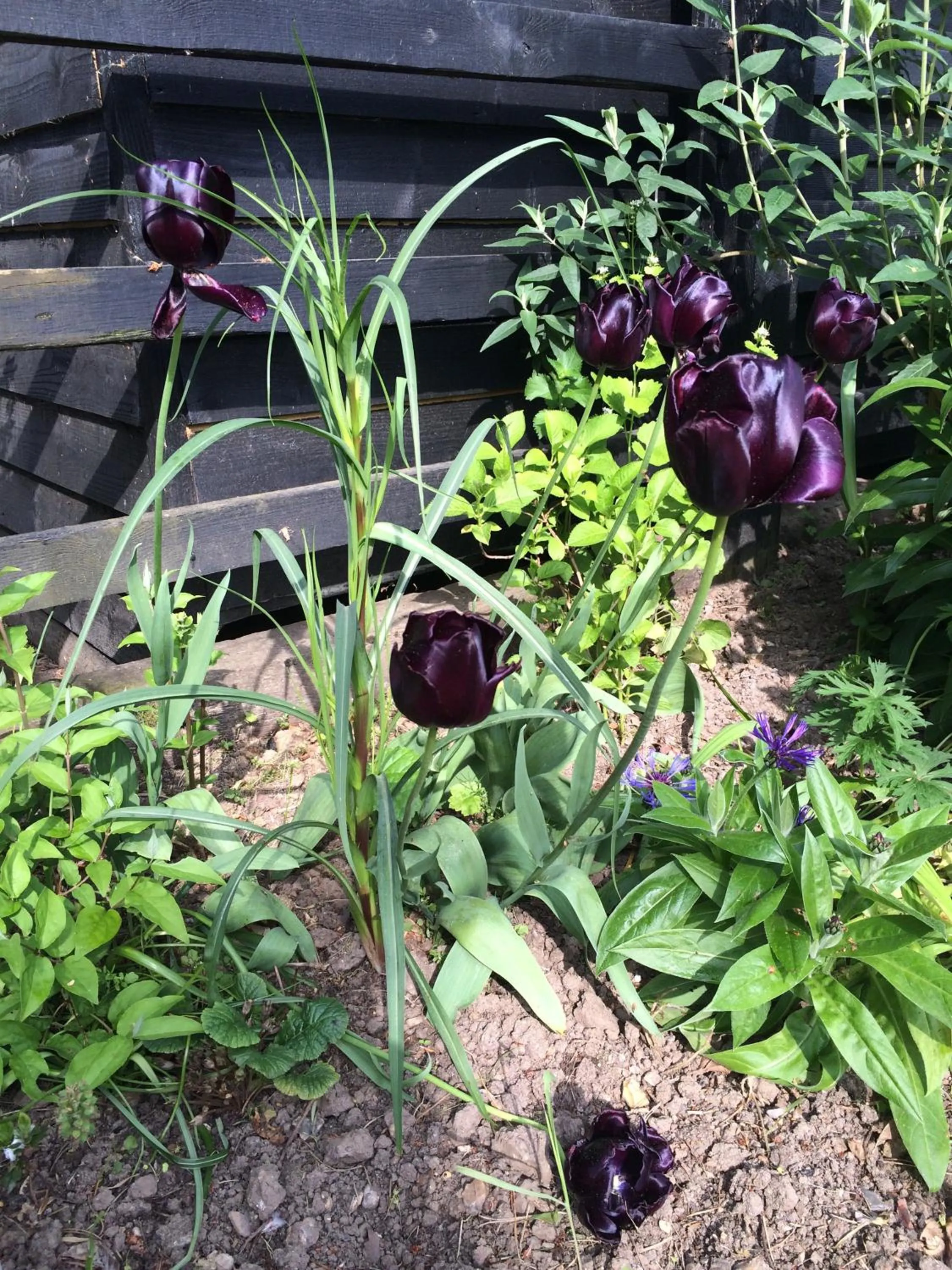 Patio in the Orangery - BnB Suites