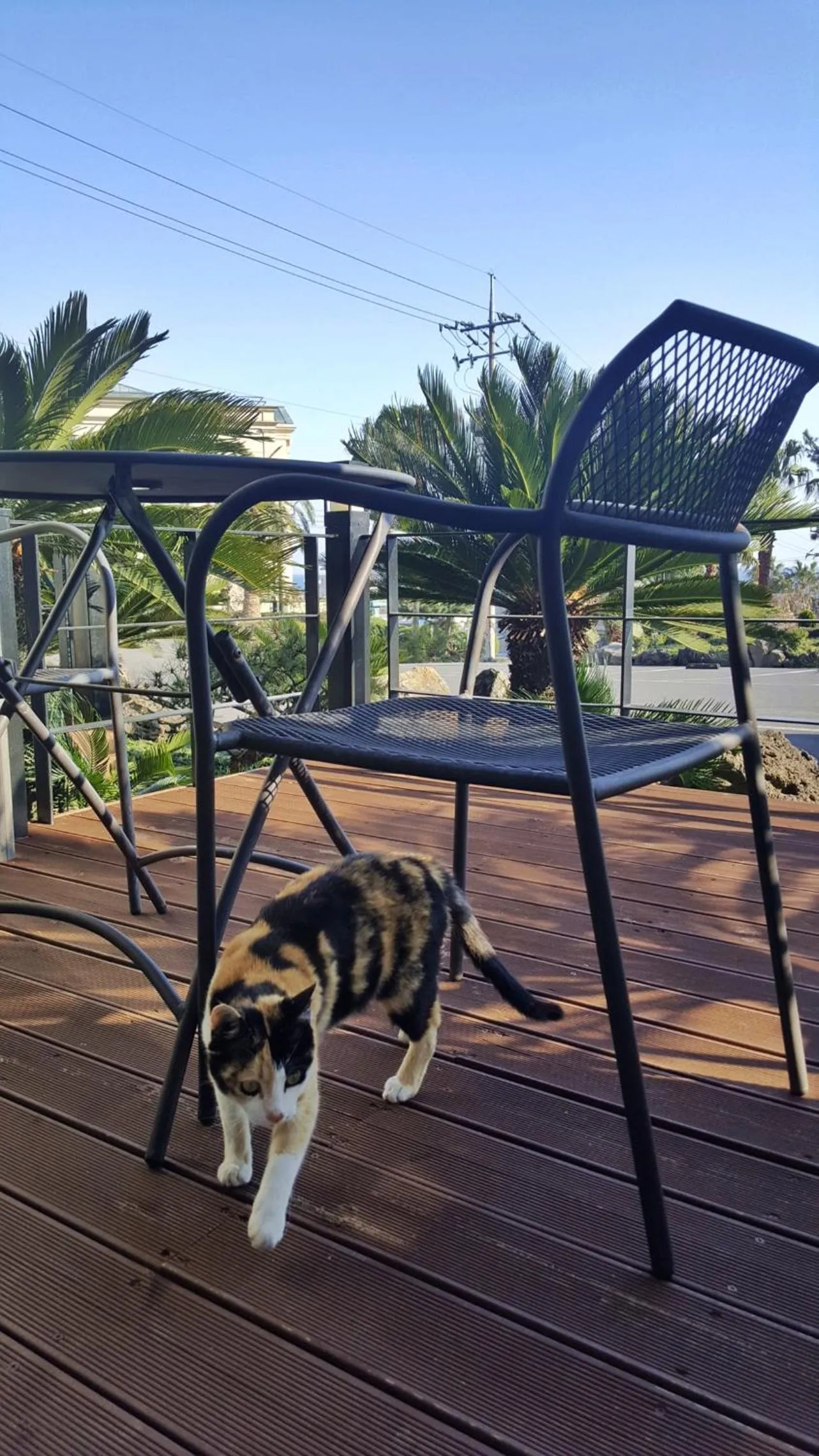 Pets in Familia Hotel