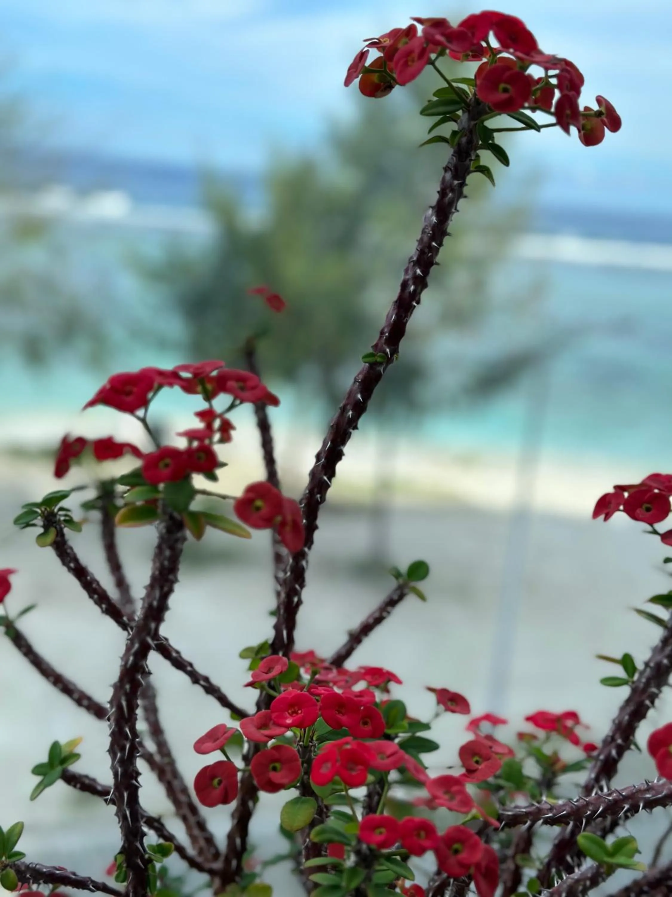 Lazzlla beach front apartments