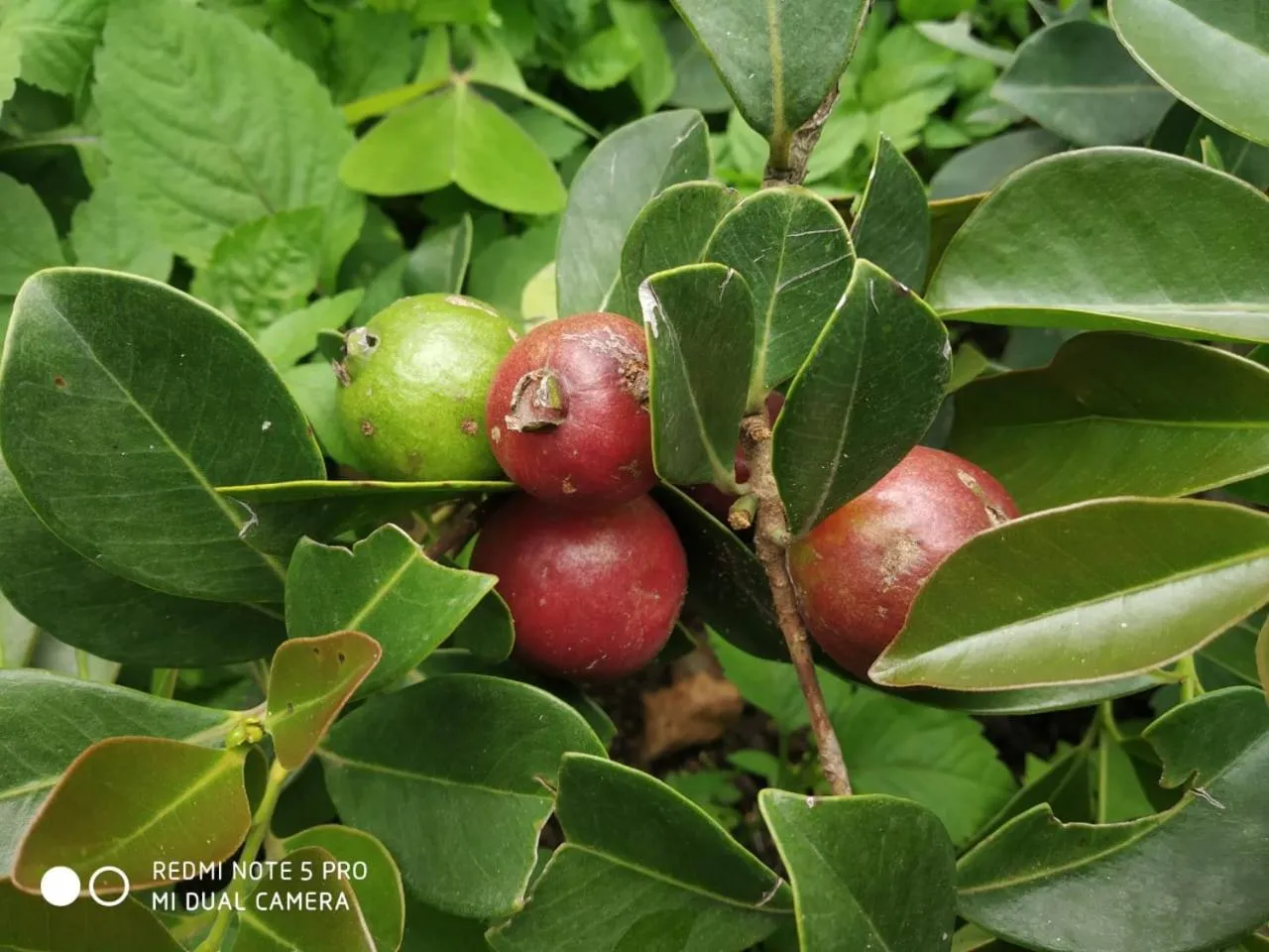 Garden in Cleveland Resorts Kanthalloor