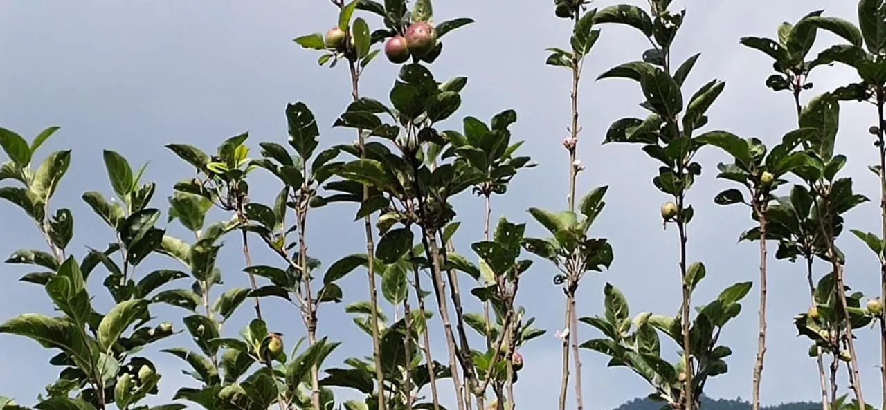 Garden in Cleveland Resorts Kanthalloor