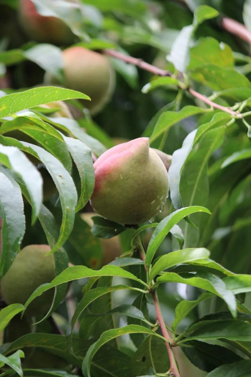 Garden view in Cleveland Resorts Kanthalloor