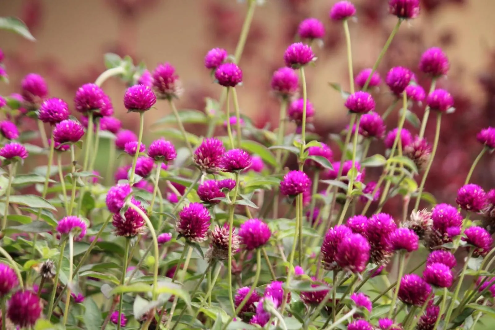 Garden in Cleveland Resorts Kanthalloor