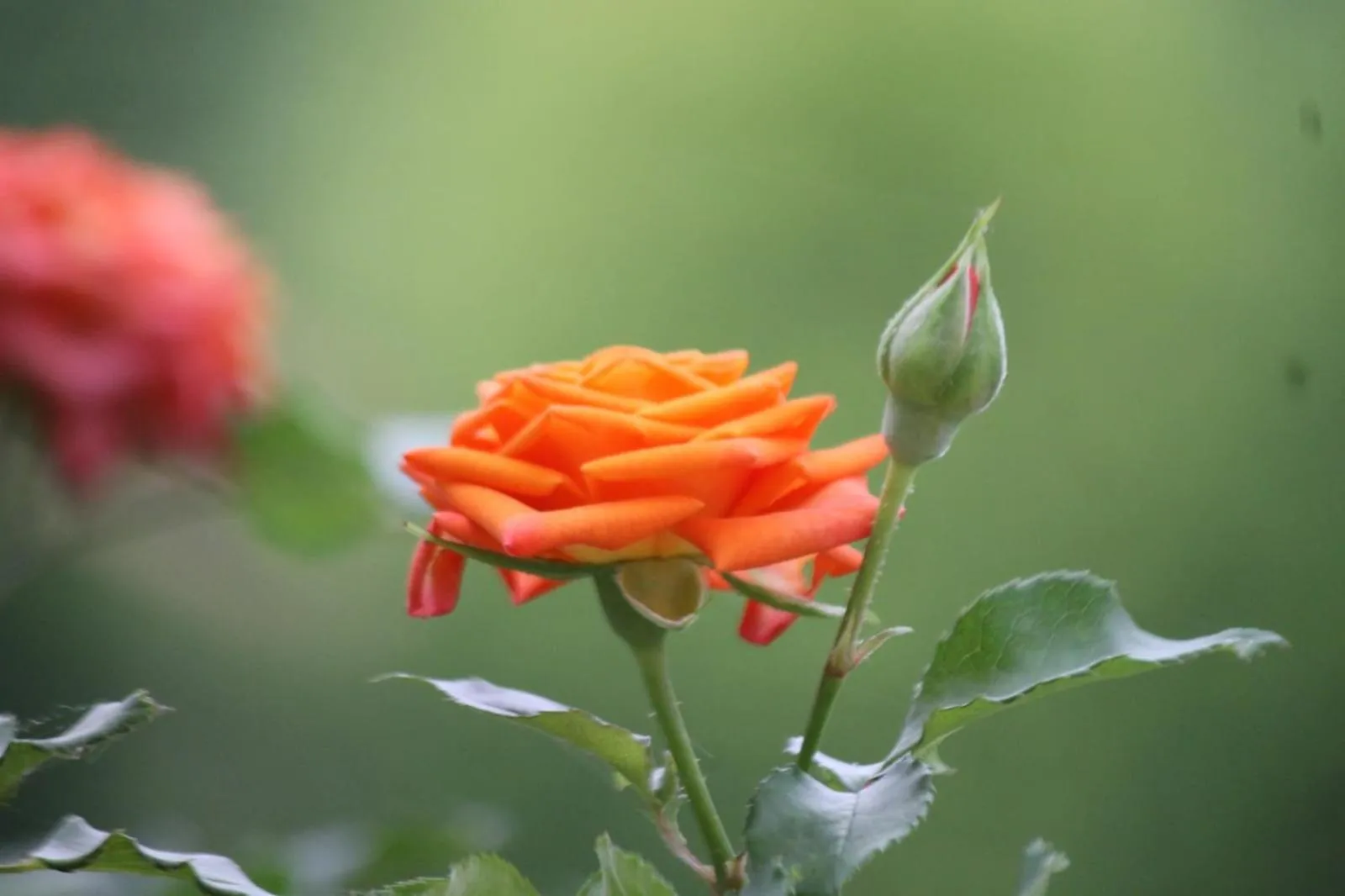 Garden view in Cleveland Resorts Kanthalloor