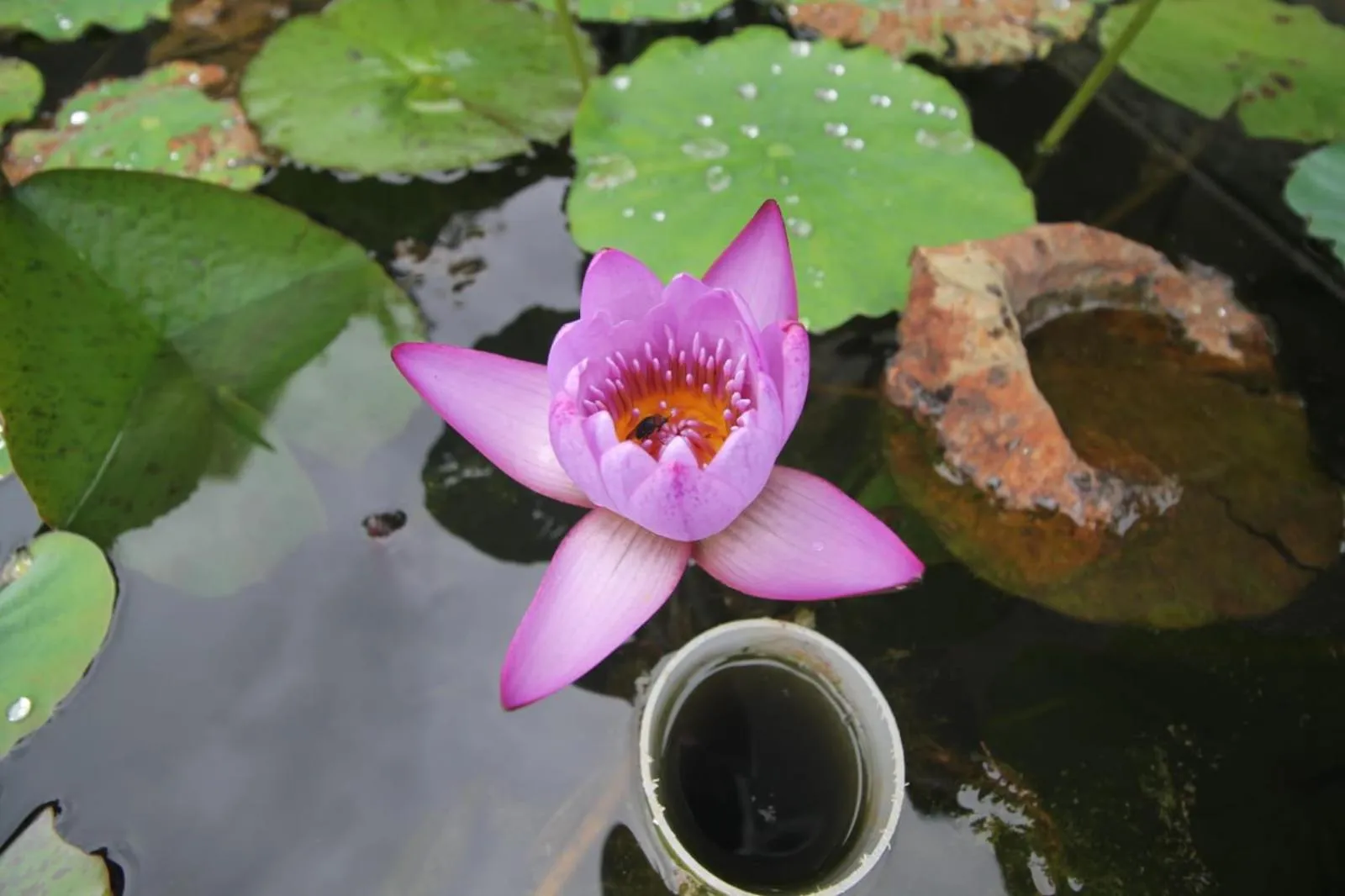 Garden in Cleveland Resorts Kanthalloor