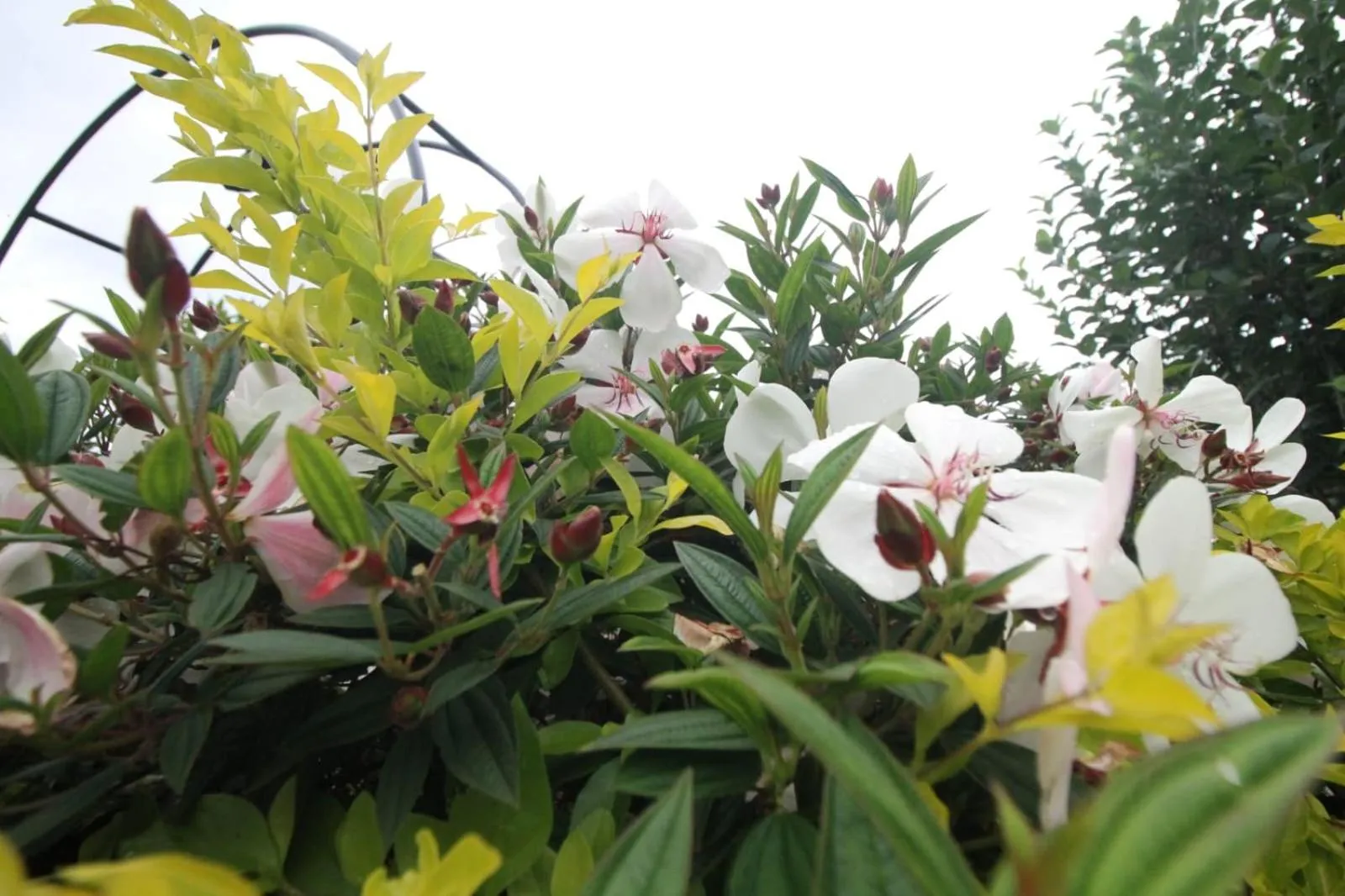 Garden in Cleveland Resorts Kanthalloor